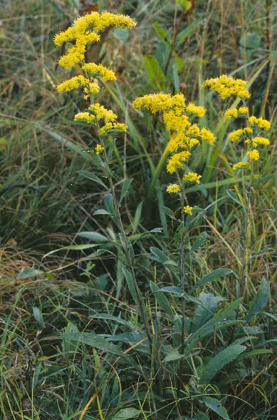 Old Field Goldenrod (Solidago Nemoralis) — Solidago nemoralis, commonly known as Old Field Goldenrod, is a herbaceous perennial native to North America