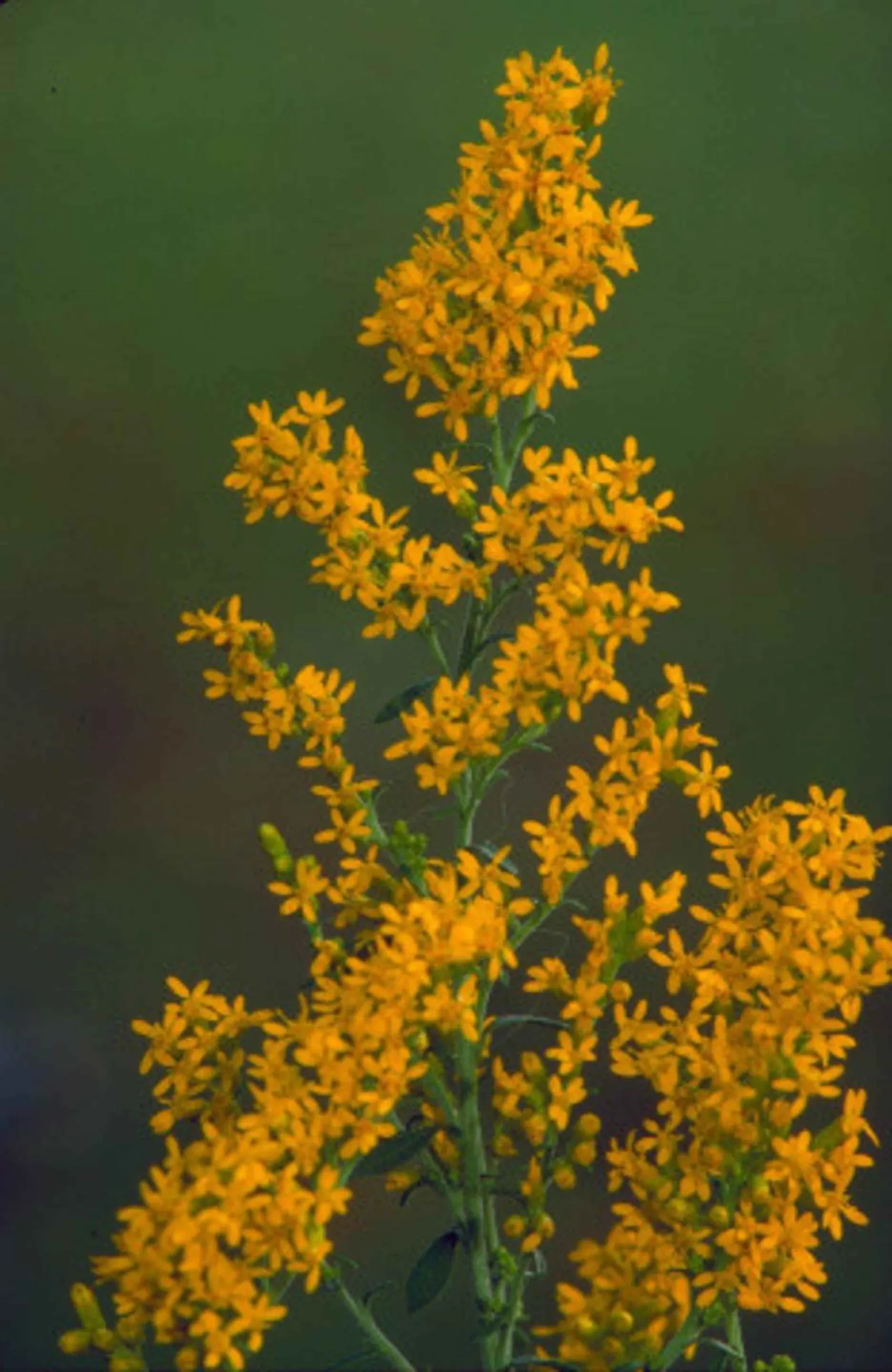 Old Field Goldenrod (Solidago Nemoralis) — It also demonstrates remarkable resistance to pests and diseases.<br><br>For an effective landscape design
