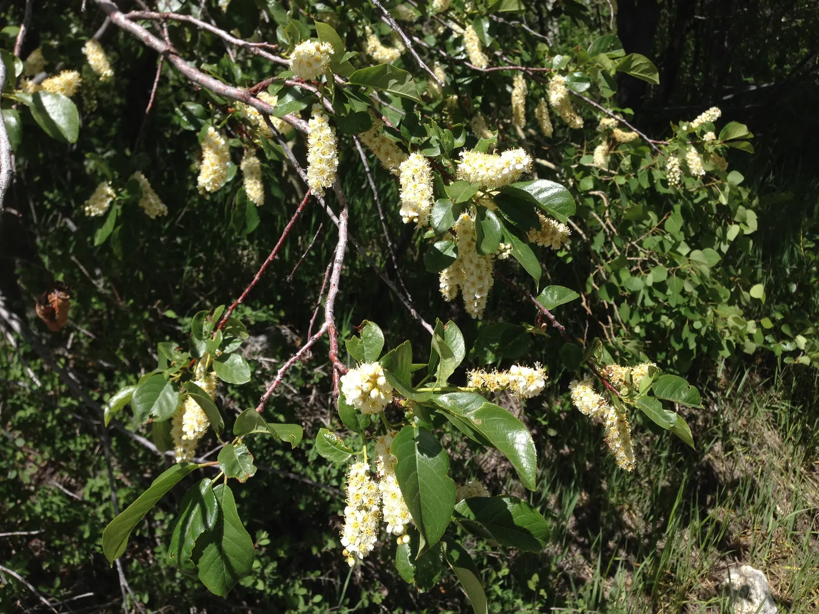 Western Chokecherry (Prunus Virginiana 'Demissa') — making it an attractive choice for seasonal color