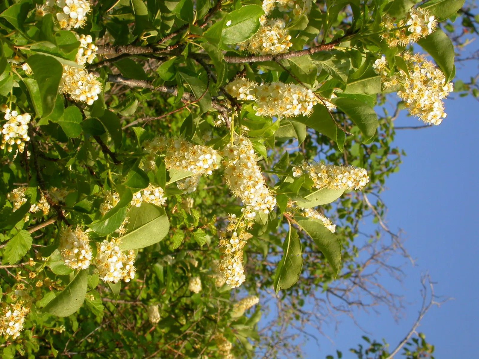 Western Chokecherry (Prunus Virginiana 'Demissa') — commonly referred to as the Western Chokeberry