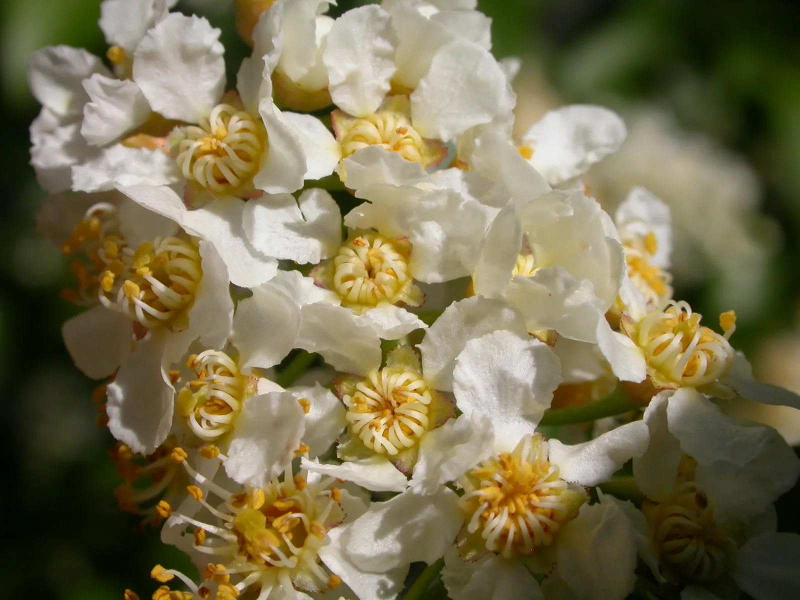 Western Chokecherry (Prunus Virginiana 'Demissa') — Hardy and resilient, it's ideal for naturalized or wildlife gardens