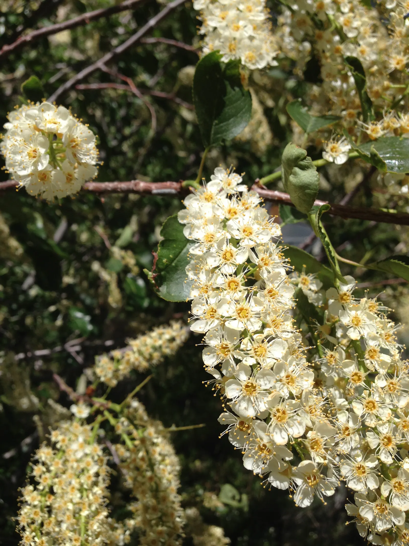 Western Chokecherry (Prunus Virginiana 'Demissa') — which makes an excellent addition to any landscape design for its aesthetic appeal and wildlife value