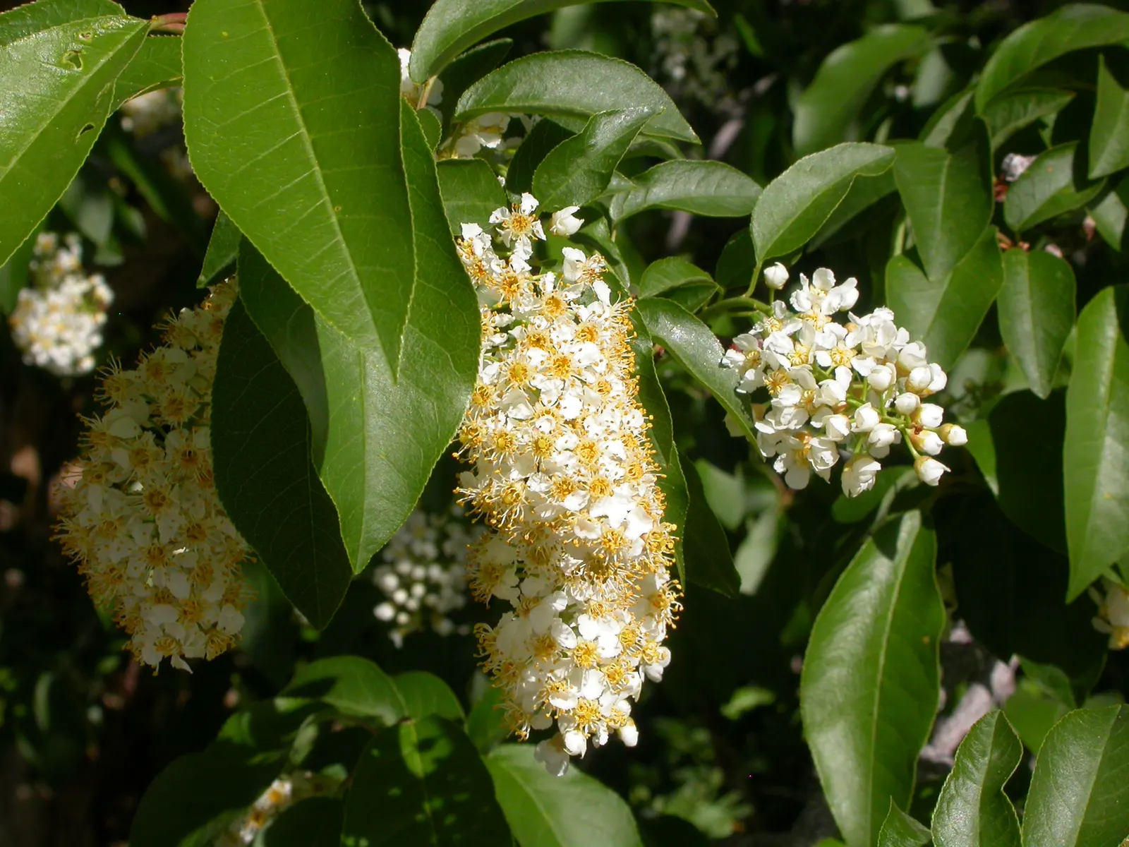 Western Chokecherry (Prunus Virginiana 'Demissa') — is a deciduous shrub reaching 6-10 ft in height with a similar spread