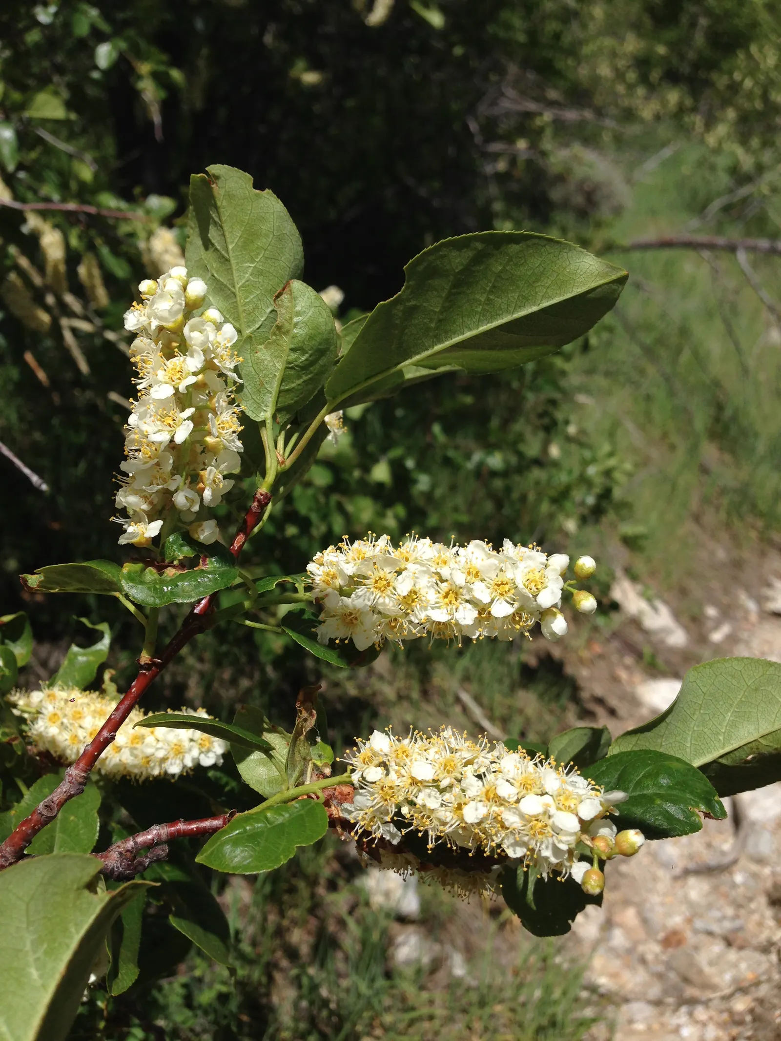 Western Chokecherry (Prunus Virginiana 'Demissa') — which graciously adorn the gray-barked branches