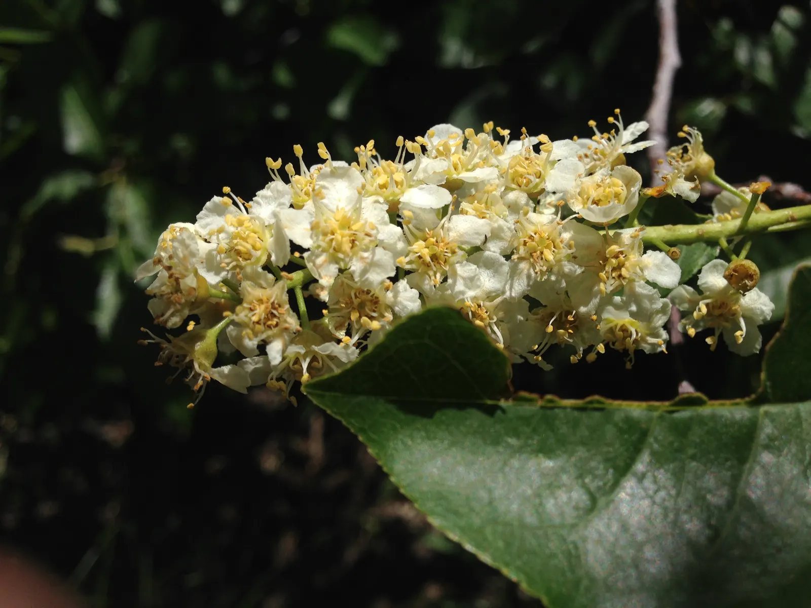 Western Chokecherry (Prunus Virginiana 'Demissa') — tree for full