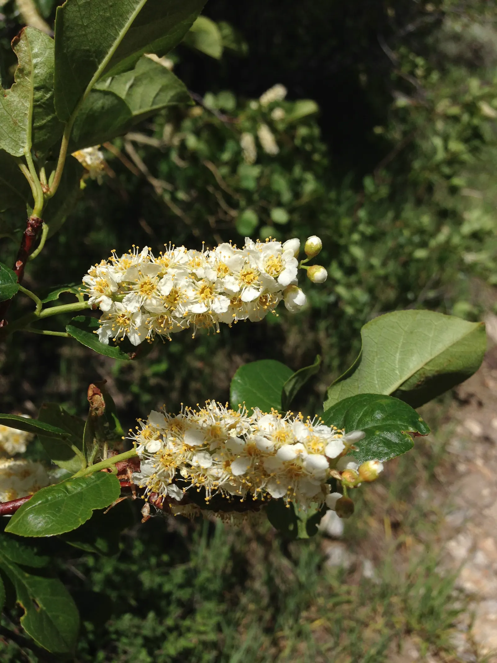 Western Chokecherry (Prunus Virginiana 'Demissa') — white flowers in the garden