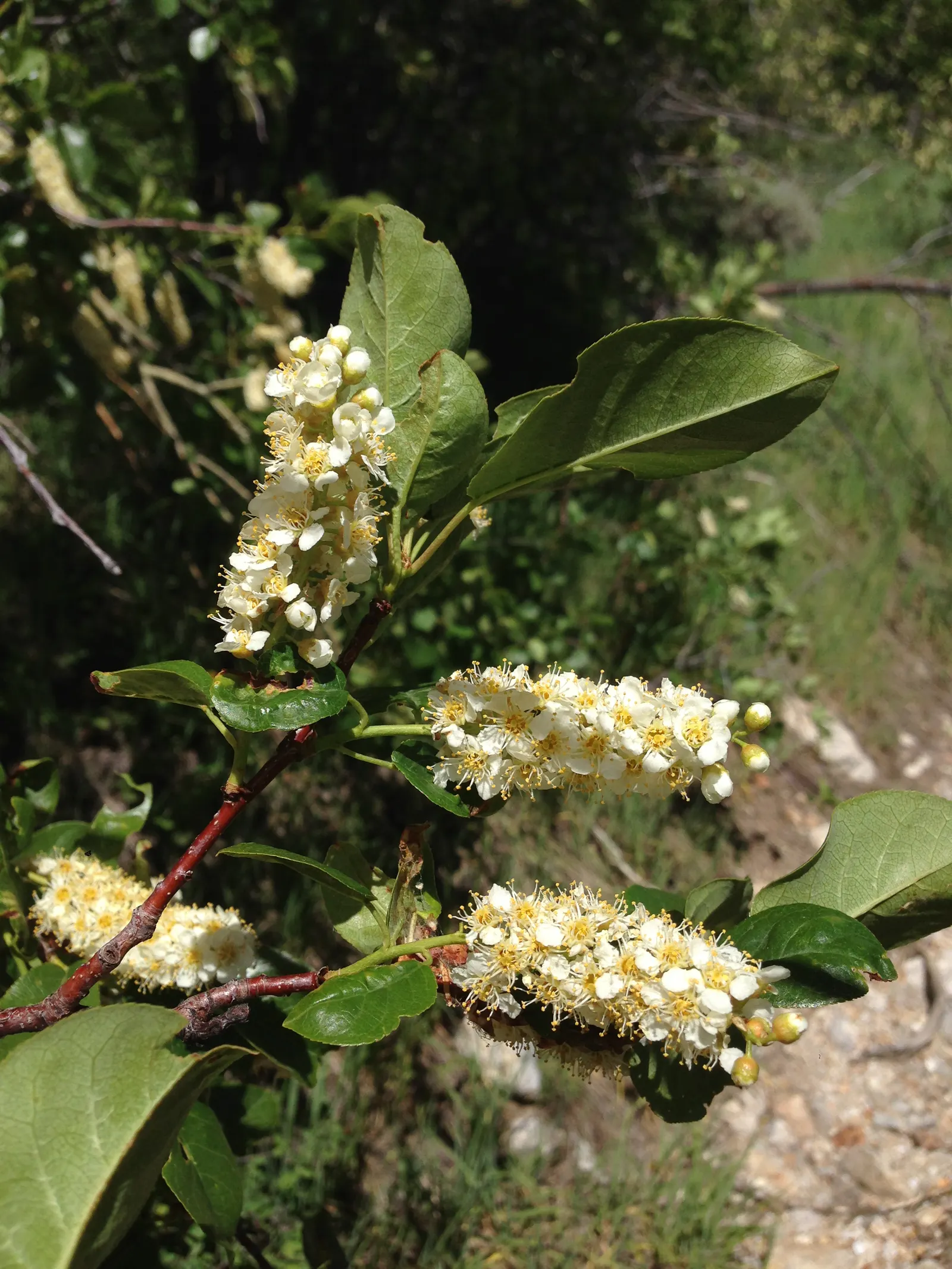 Western Chokecherry (Prunus Virginiana 'Demissa') — Prefers full sun to part shade in well-drained soil