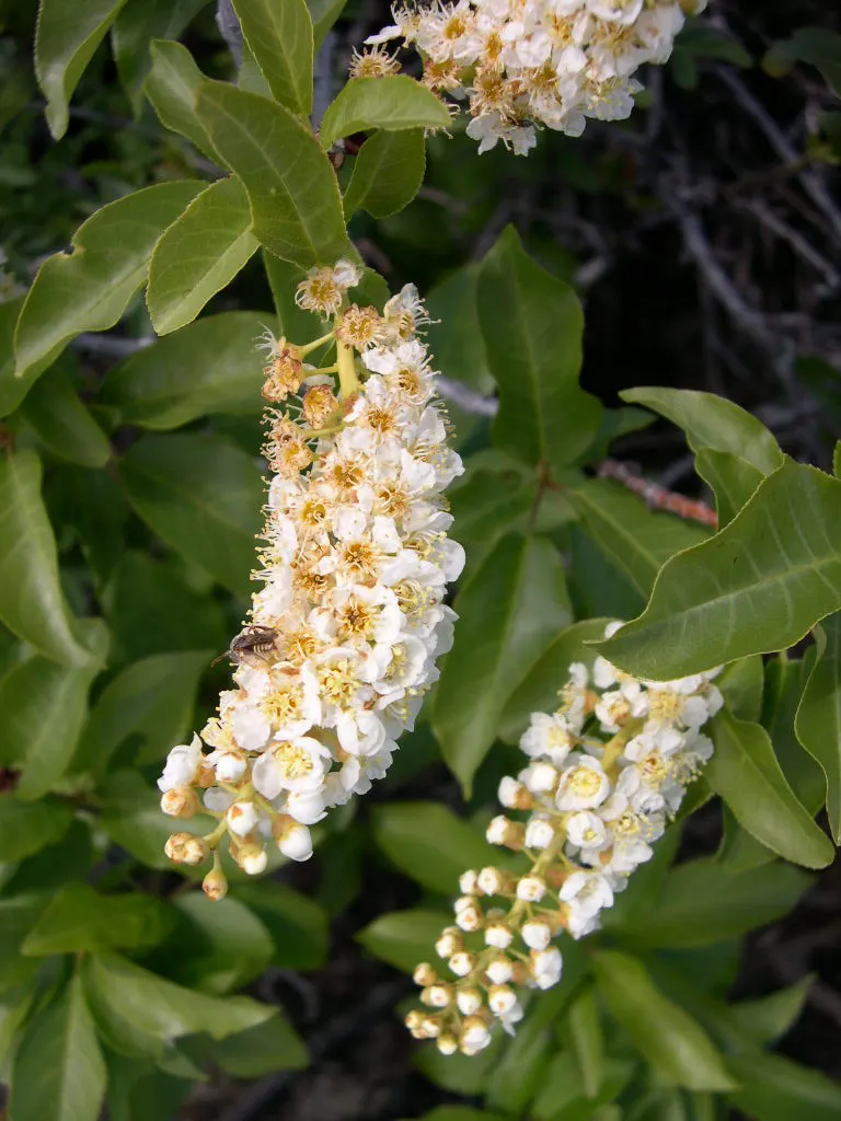 Western Chokecherry (Prunus Virginiana 'Demissa') — well-drained soils.<br><br>When positioning the Prunus virginiana 'Demissa'