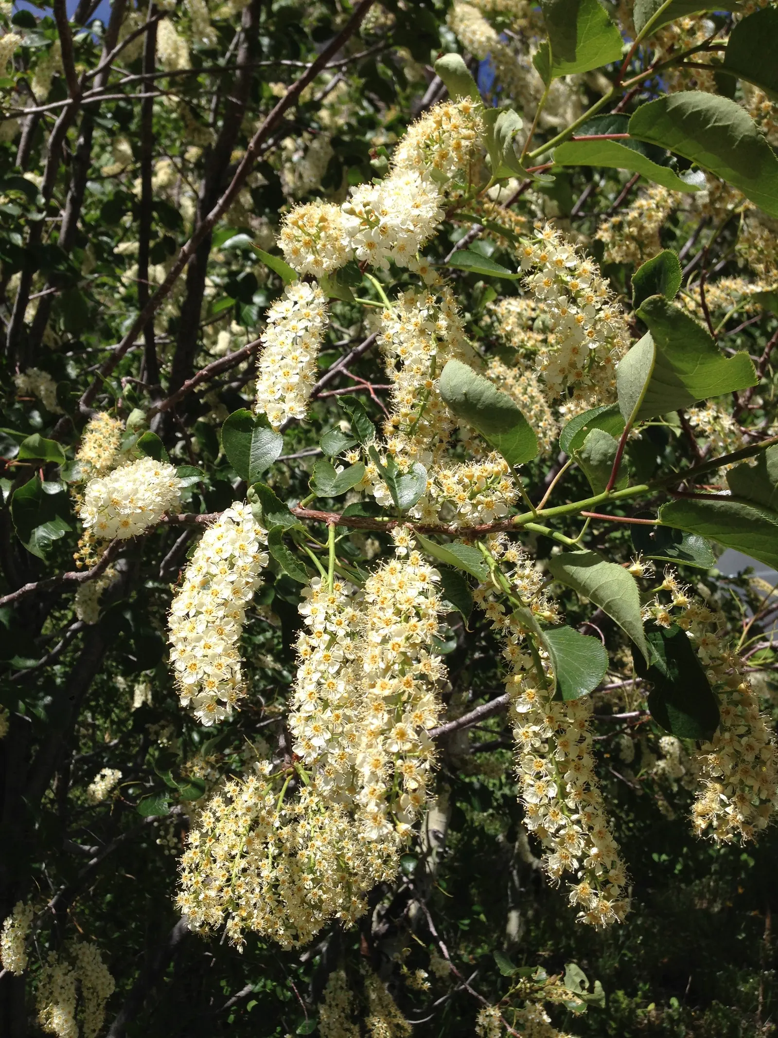 Western Chokecherry (Prunus Virginiana 'Demissa') — Its mature size ranges from 6 to 12 feet in height and about the same in spread