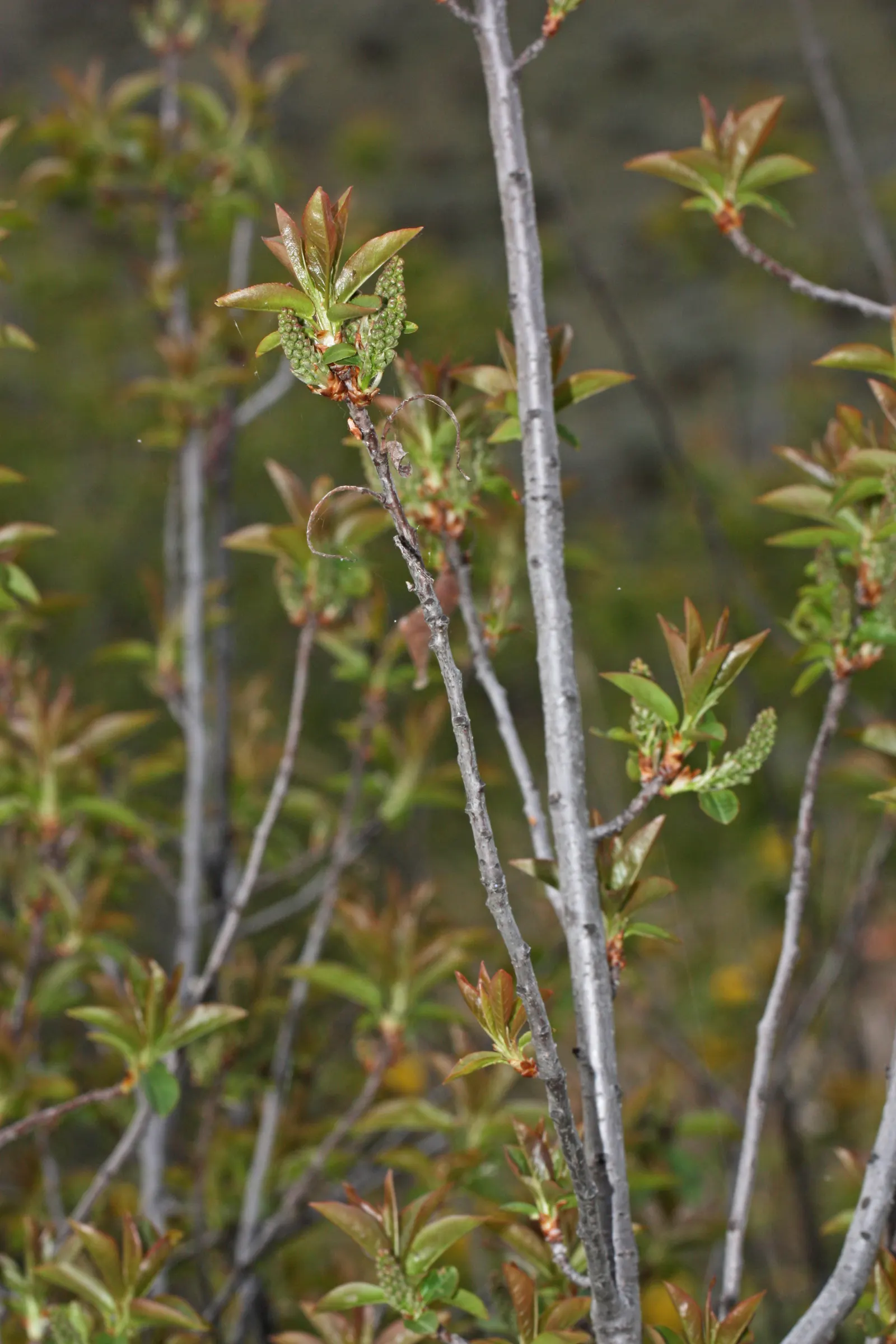 Western Chokecherry (Prunus Virginiana 'Demissa') — transitioning from green in the spring and summer to stunning shades of red and orange in the fall