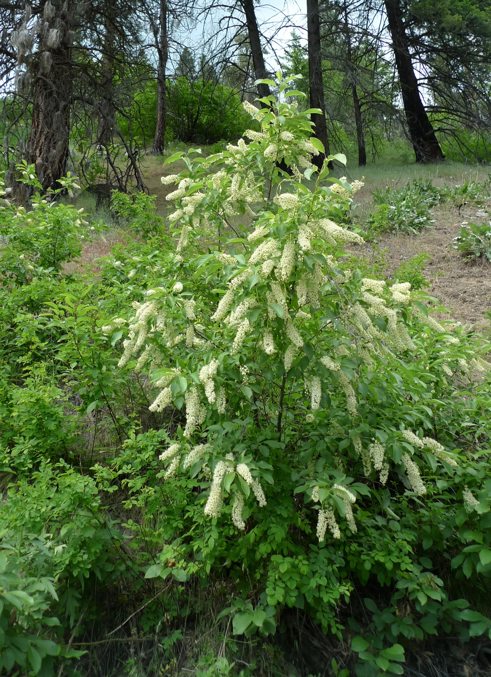 Western Chokecherry (Prunus Virginiana 'Demissa') — is a deciduous shrub reaching 6-10 ft in height with a similar spread; its mature size ranges from 6 to 12