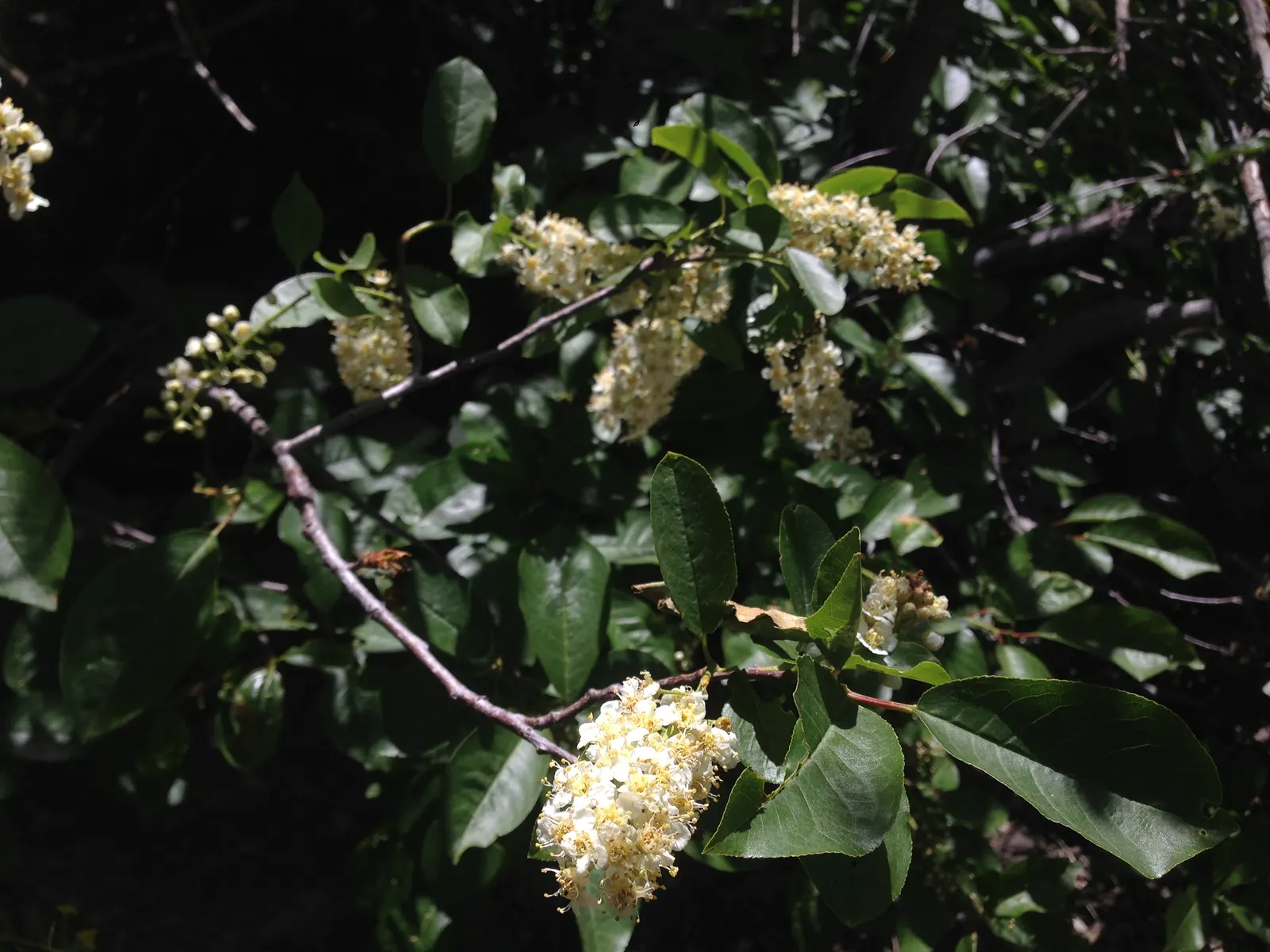 Western Chokecherry (Prunus Virginiana 'Demissa') — commonly known as the Western Chokeberry