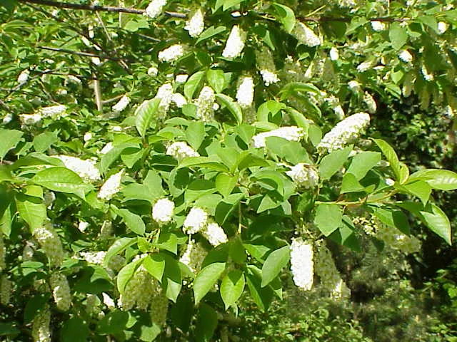 Western Chokecherry (Prunus Virginiana 'Demissa') — As a maintenance tip, periodic pruning can promote a more dense growth habit and renew the vigor of the