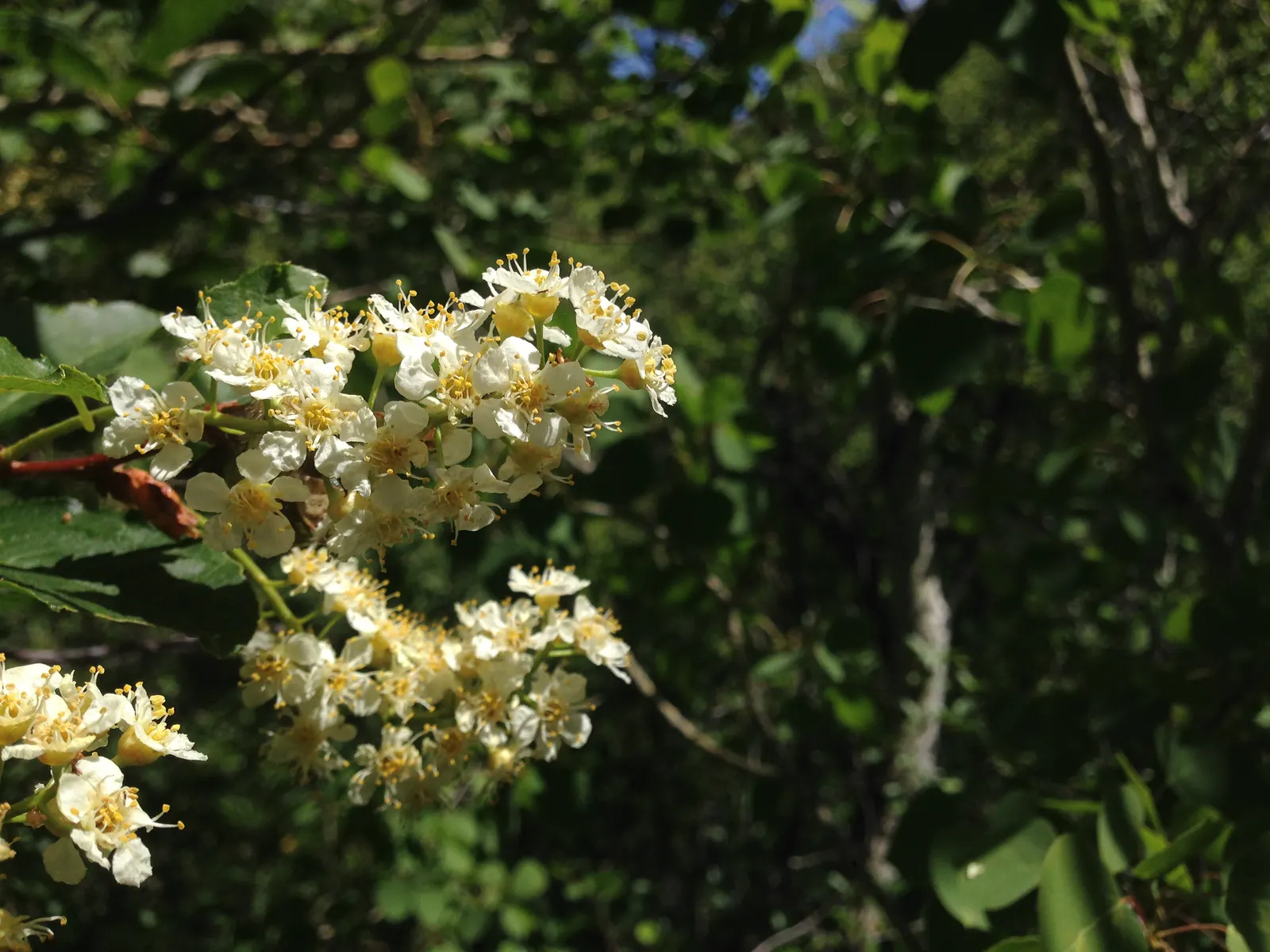 Western Chokecherry (Prunus Virginiana 'Demissa') — followed by dark red-purple berries in late summer beloved by birds
