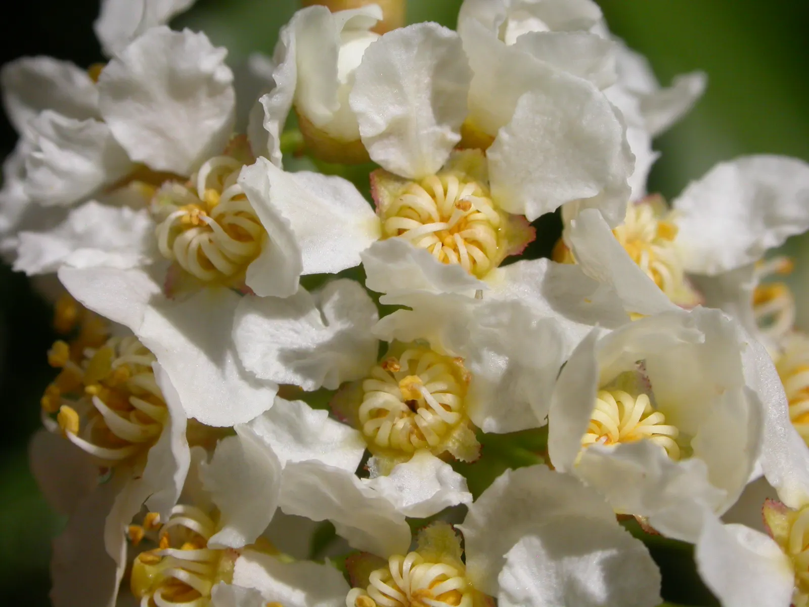 Western Chokecherry (Prunus Virginiana 'Demissa') — where its fruit will support local bird populations