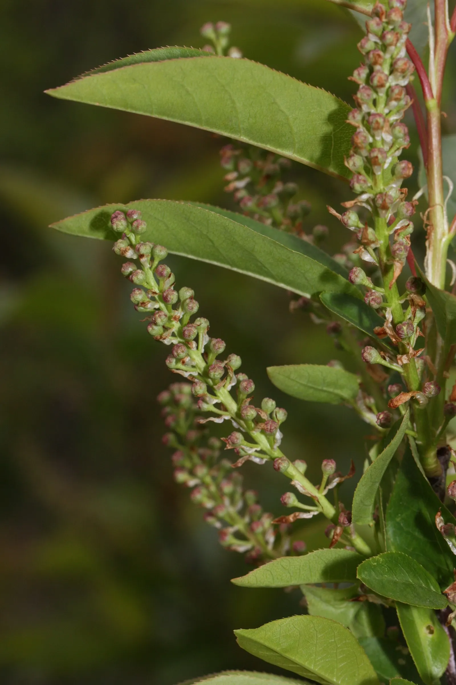 Western Chokecherry (Prunus Virginiana 'Demissa') — is a versatile and hardy deciduous shrub