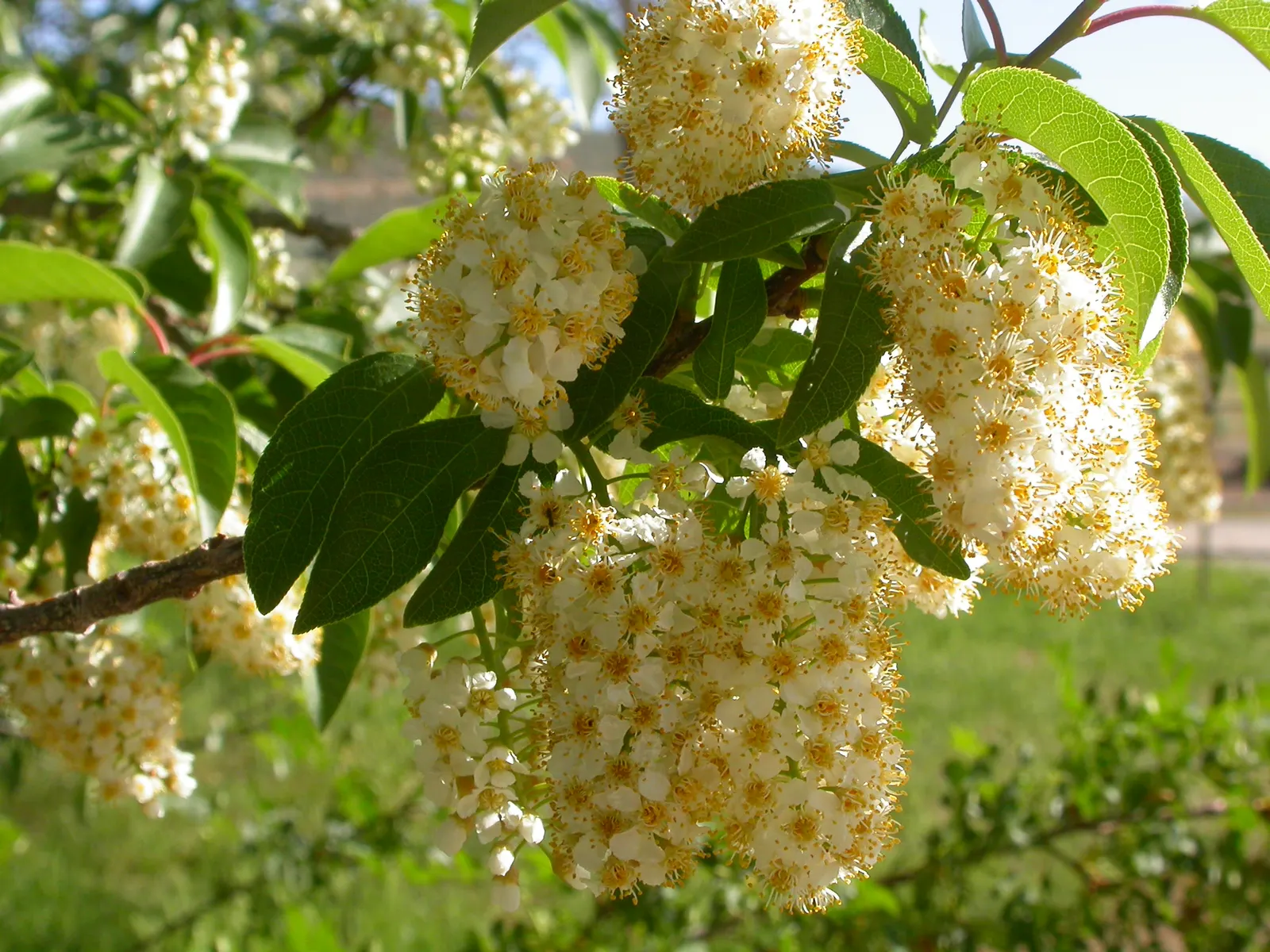 Western Chokecherry (Prunus Virginiana 'Demissa') — Full sun to partial shade is ideal for this plant, helping ensure bountiful blooms and vibrant fall color