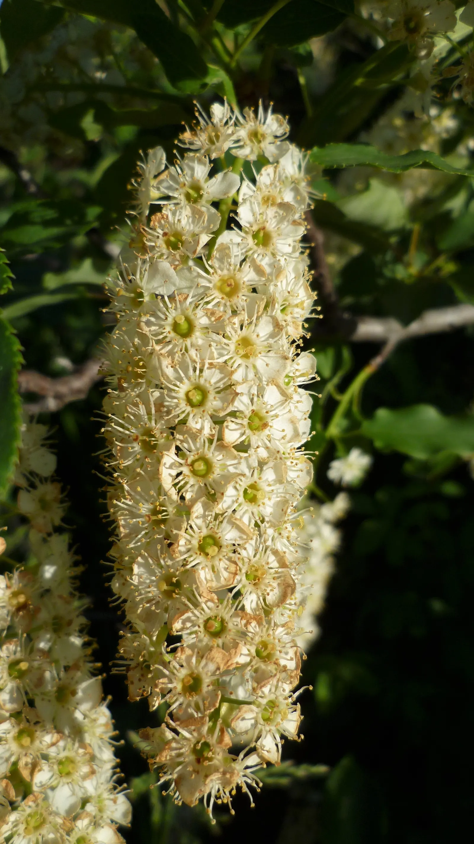Western Chokecherry (Prunus Virginiana 'Demissa') — tree with white blooms
