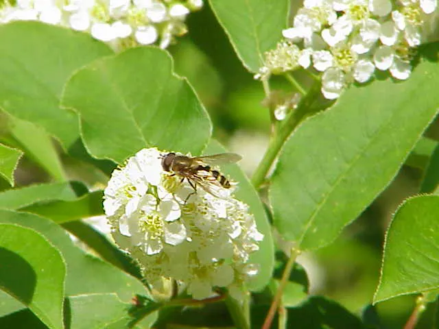 Western Chokecherry (Prunus Virginiana 'Demissa') — consider placing it as a natural screen or hedge