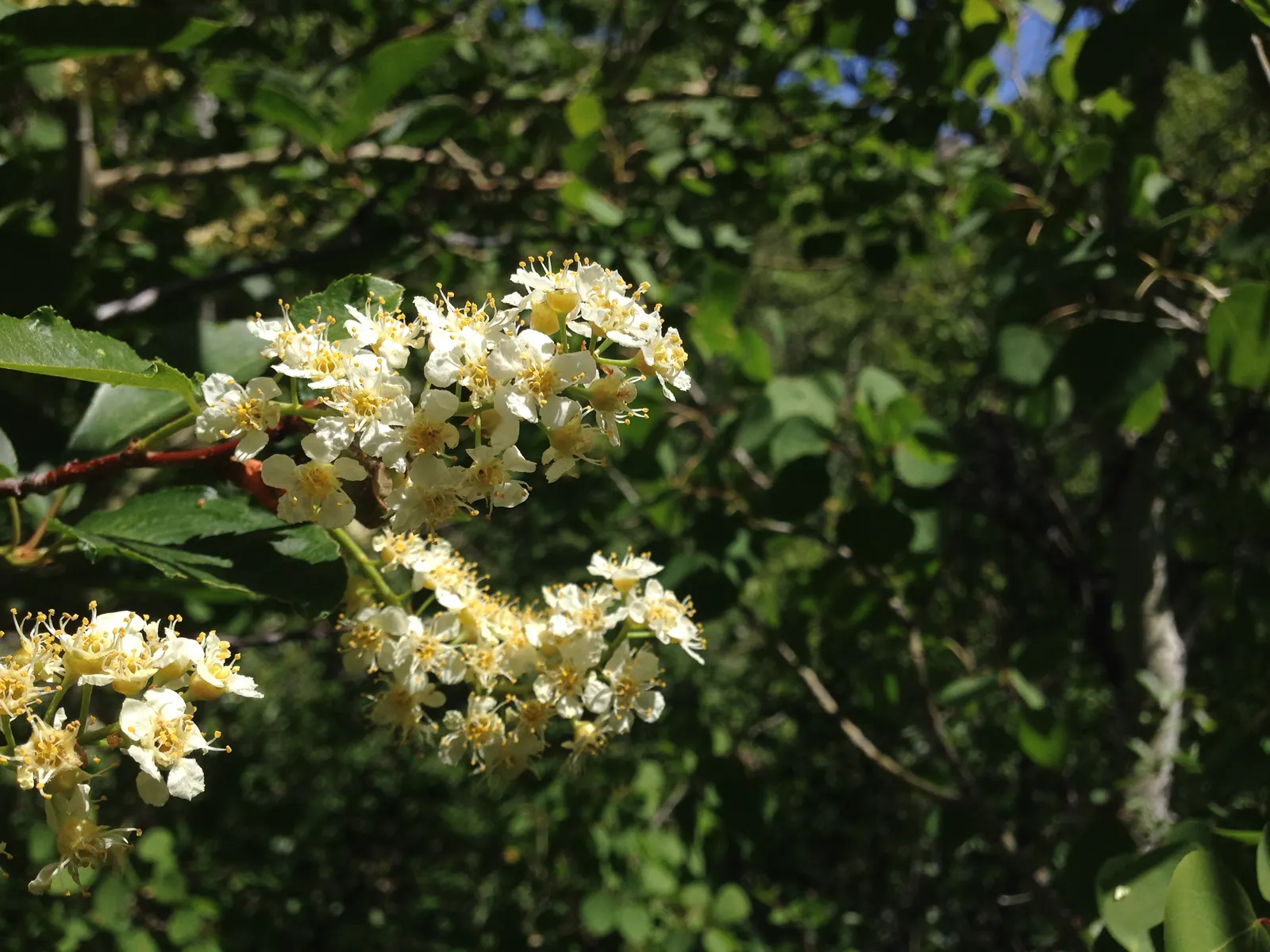 Western Chokecherry (Prunus Virginiana 'Demissa') — or use it in a wildlife garden