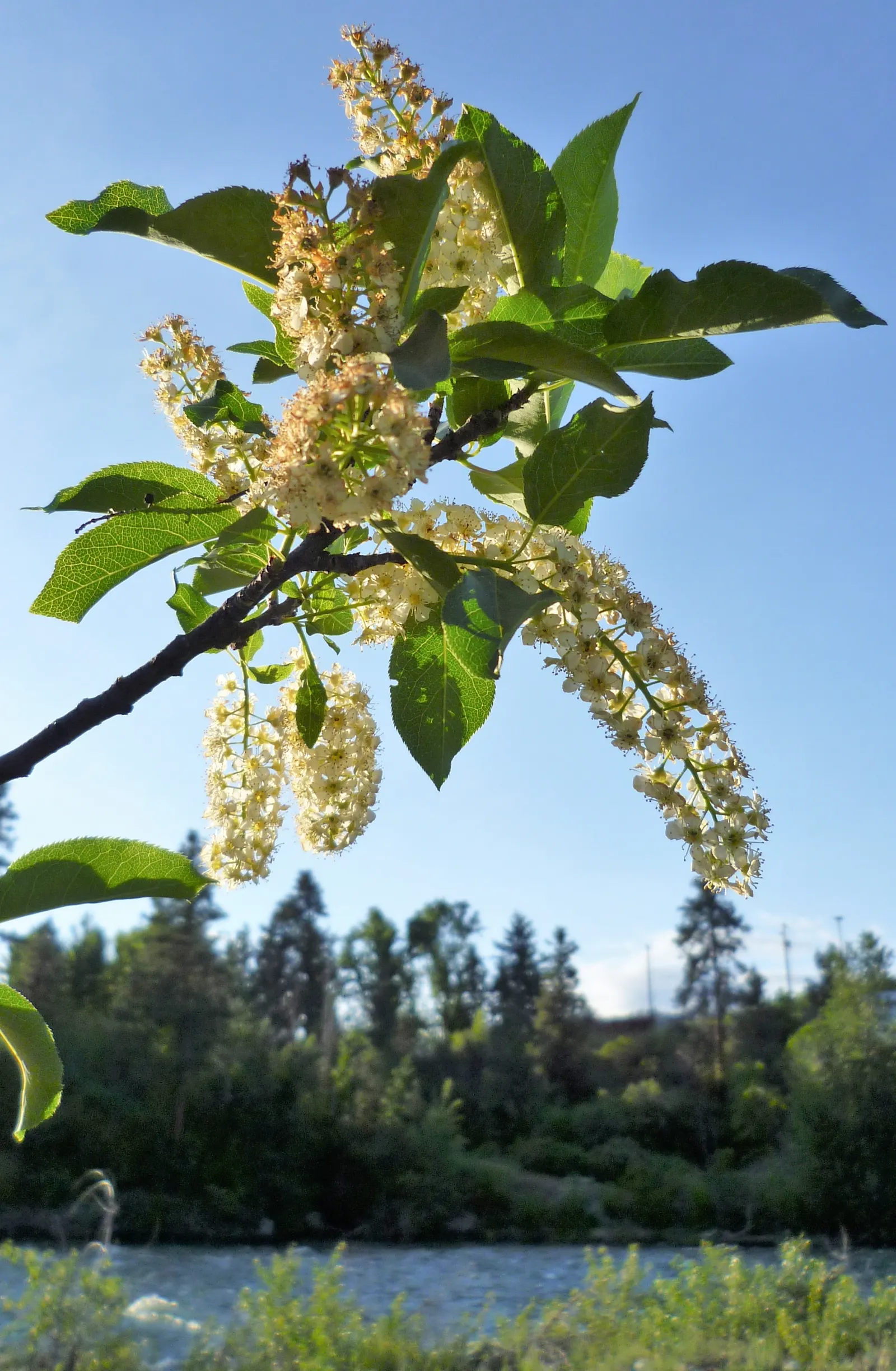 Western Chokecherry (Prunus Virginiana 'Demissa') — It boasts clusters of white flowers in spring