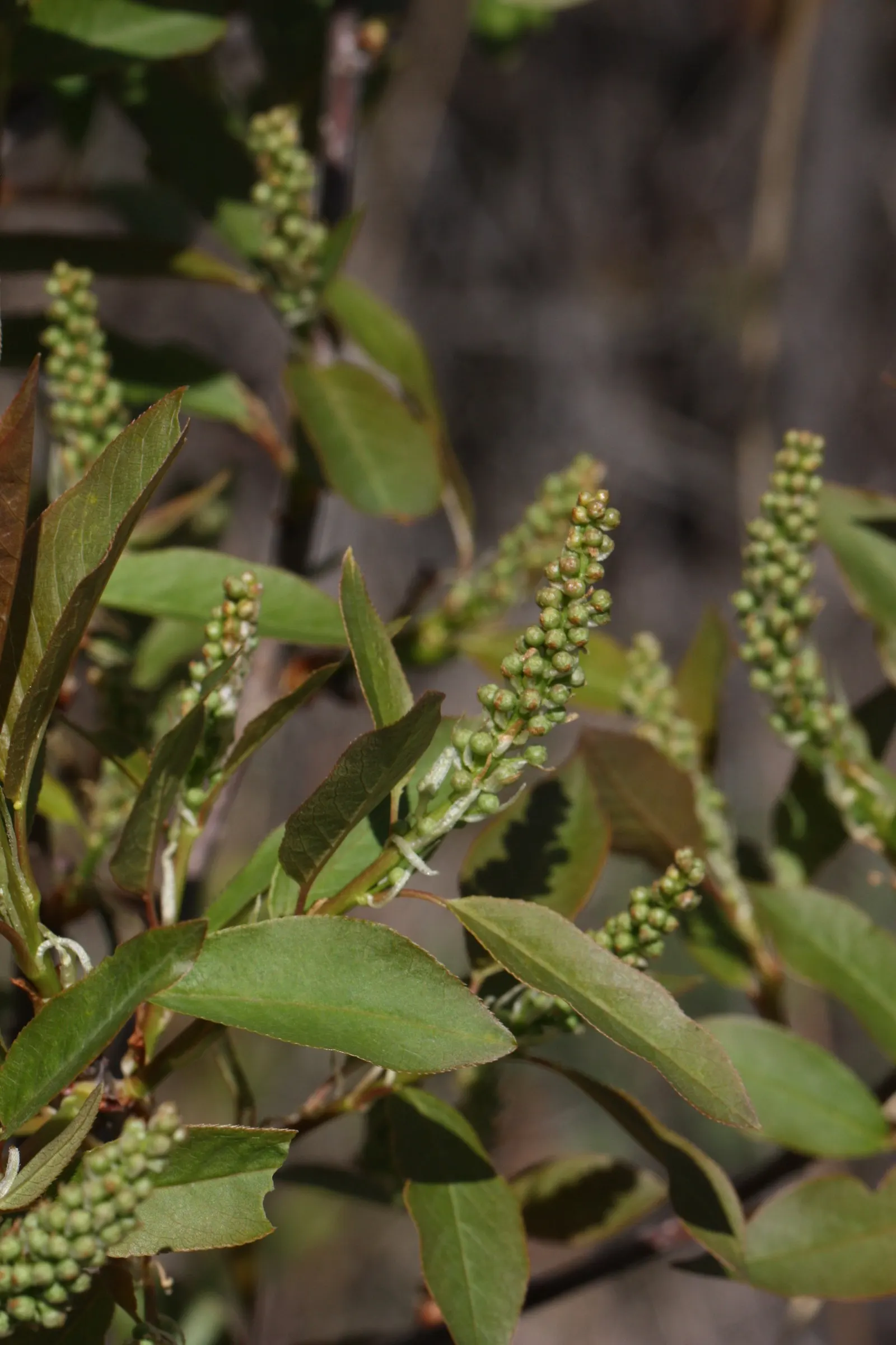 Western Chokecherry (Prunus Virginiana 'Demissa') — Although the chokeberries are tart