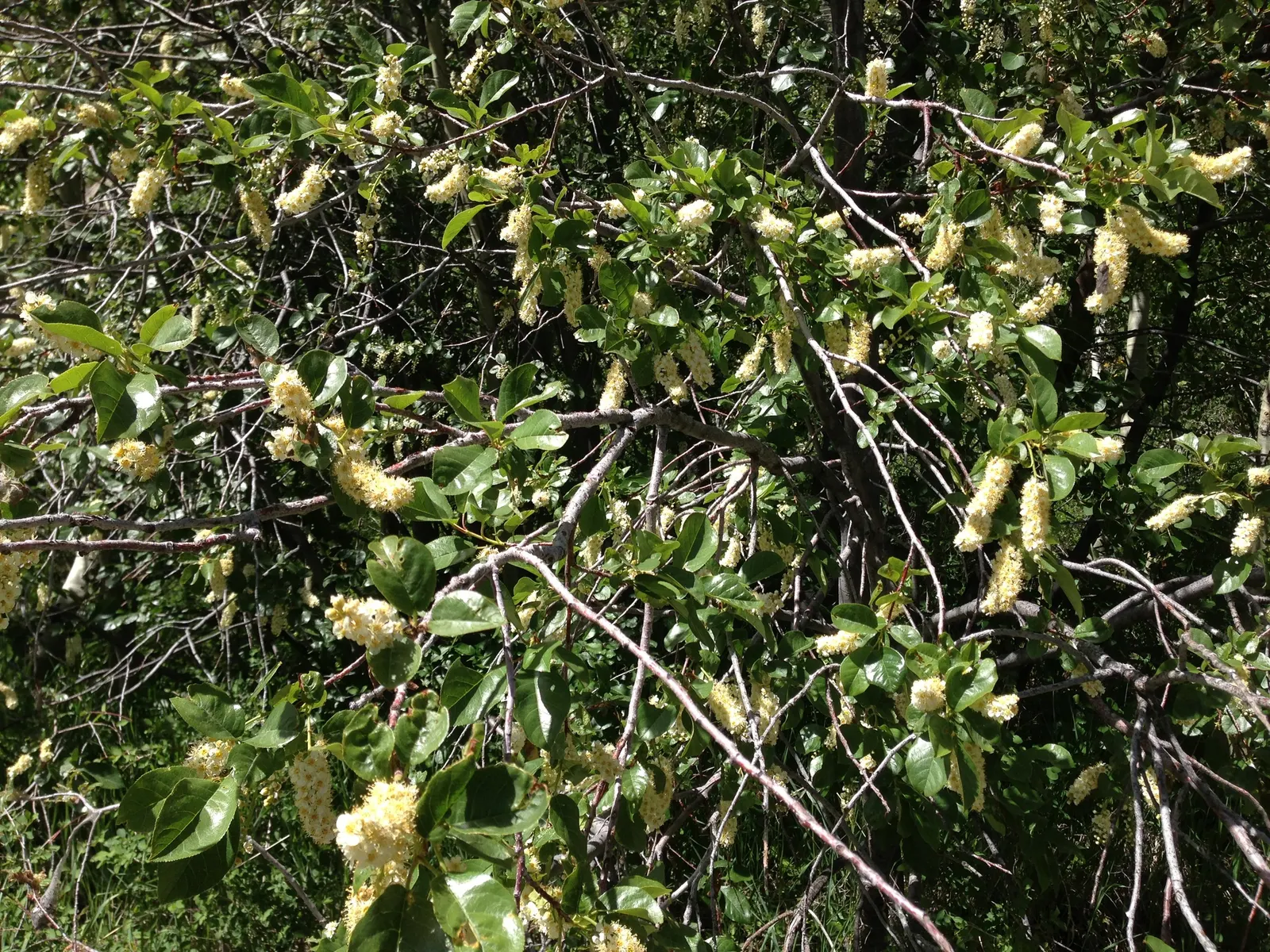 Western Chokecherry (Prunus Virginiana 'Demissa') — commonly known as the Western Chokeberry; followed by dark red-purple berries in late summer beloved by