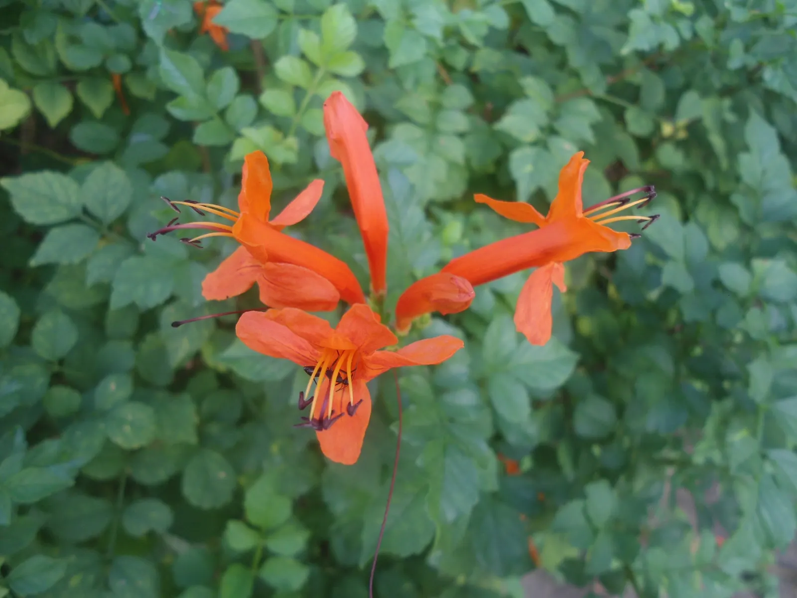 Cape Honeysuckle (Tecoma Capensis) — and it thrives in USDA Hardiness Zones 9 to 11.<br><br>The striking trumpet-shaped flowers