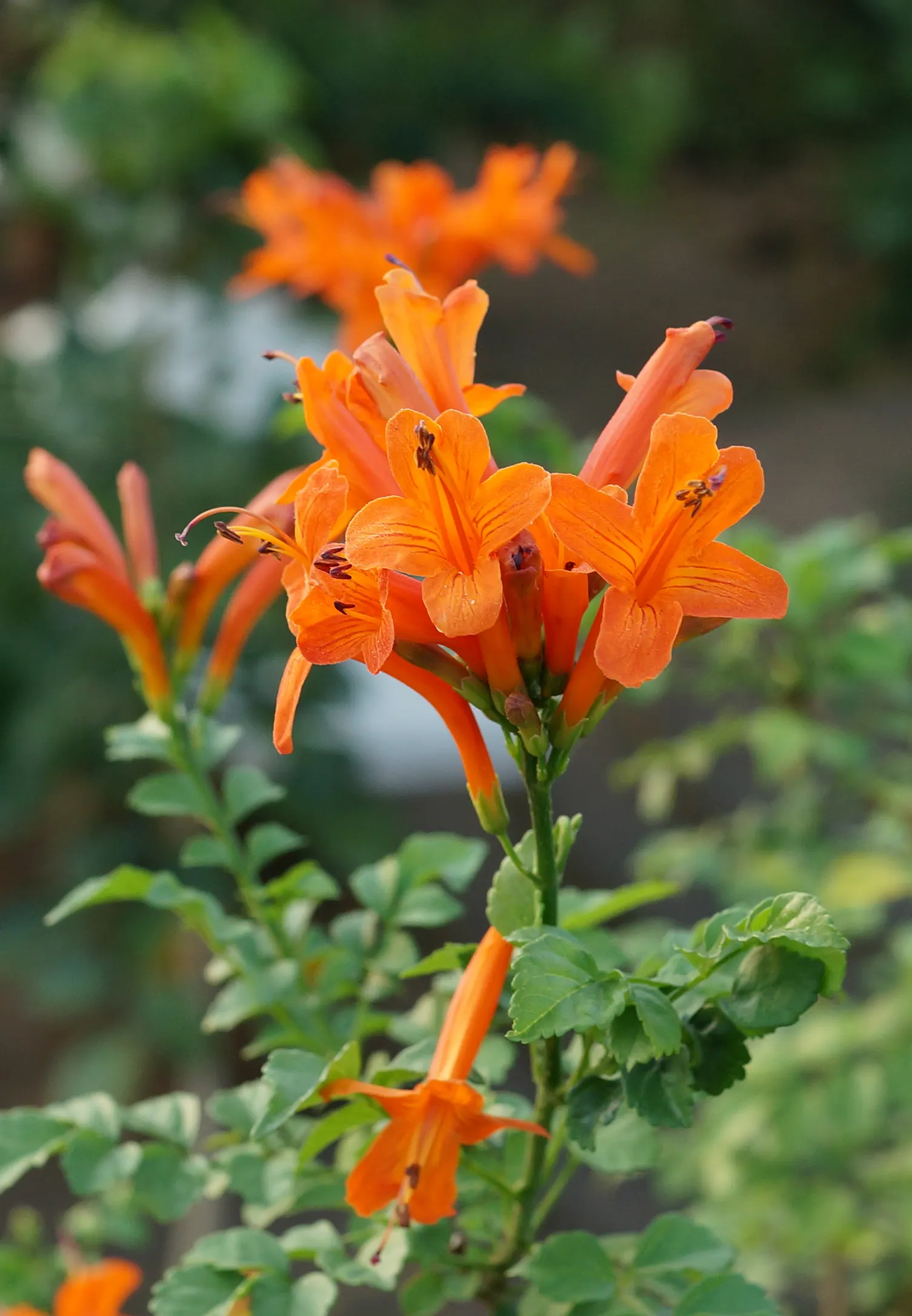 Cape Honeysuckle (Tecoma Capensis) — Hardy in USDA zones 9-11, it can be pruned to maintain shape; cape Honeysuckle (Tecoma capensis) is a vibrant, image 124
