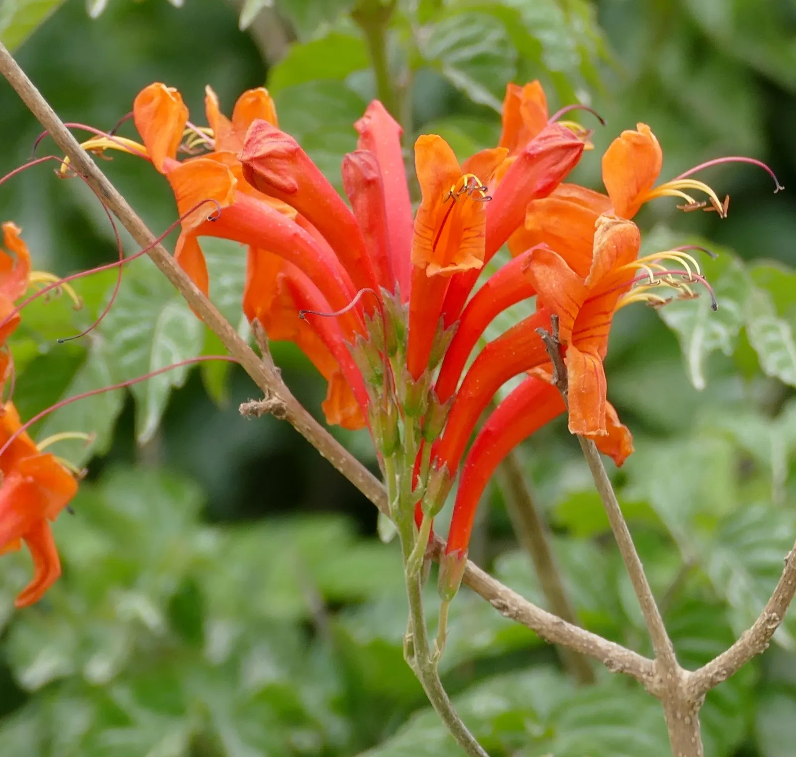Cape Honeysuckle (Tecoma Capensis) — ground cover / shrub / vine with orange and red blooms; and even into winter in milder climates, image 119
