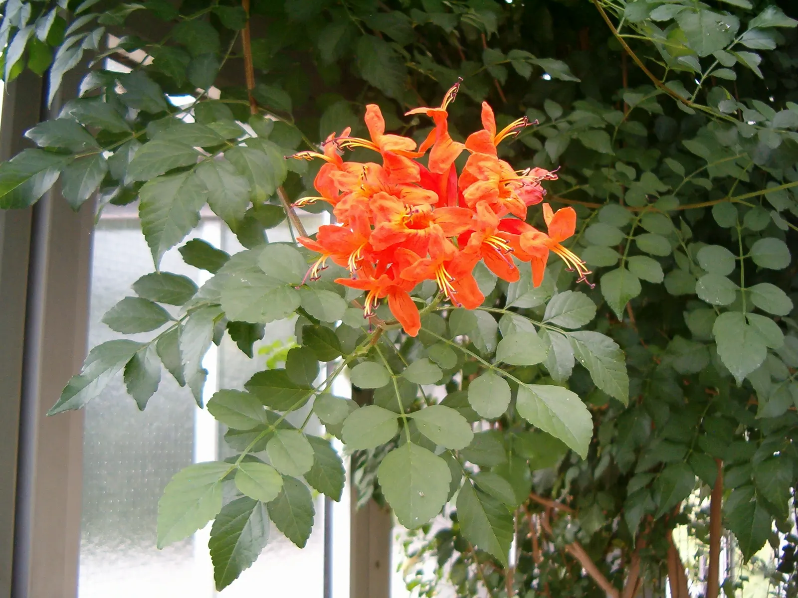 Cape Honeysuckle (Tecoma Capensis) — Cape Honeysuckle (Tecoma capensis) is a vibrant, evergreen shrub reaching 6-10 ft tall and 5-6 ft wide; hardy, image 97