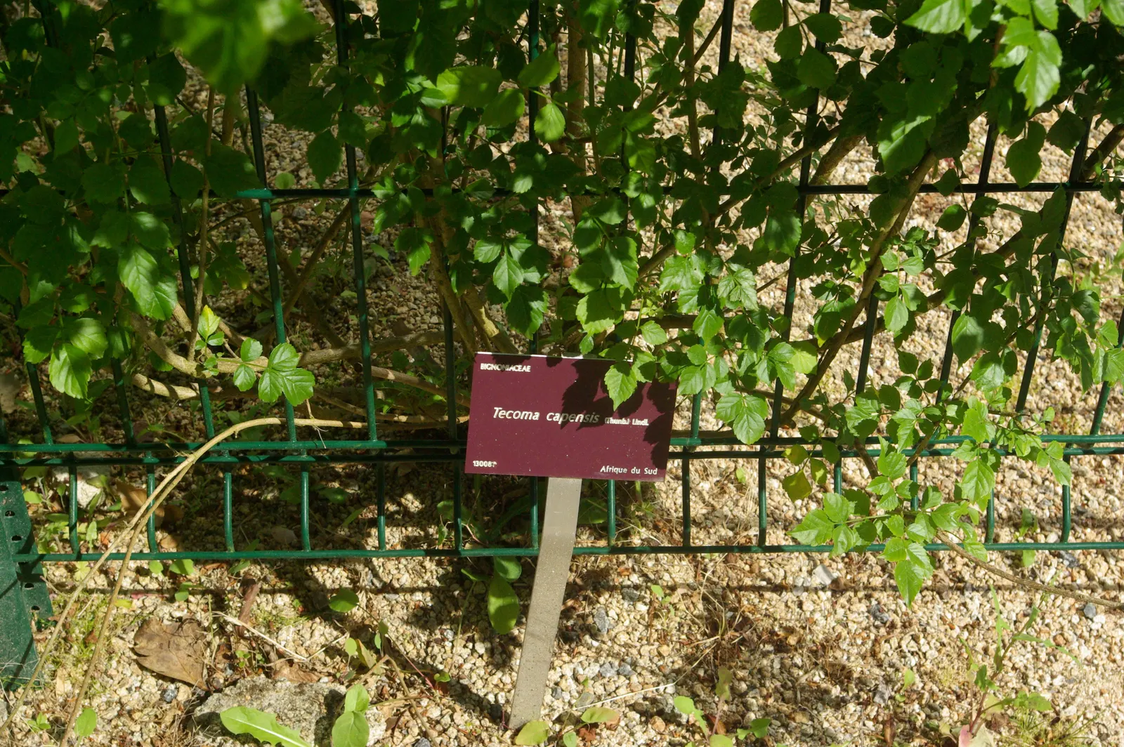 Cape Honeysuckle (Tecoma Capensis) — The Cape Honeysuckle is relatively disease and pest-resistant