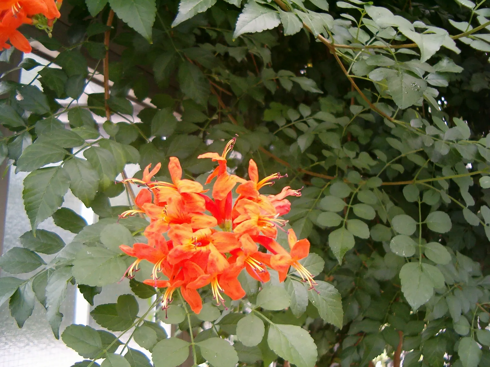 Cape Honeysuckle (Tecoma Capensis) — it is prudent to establish a regular watering schedule during the first growing season to develop a deep; its, image 115
