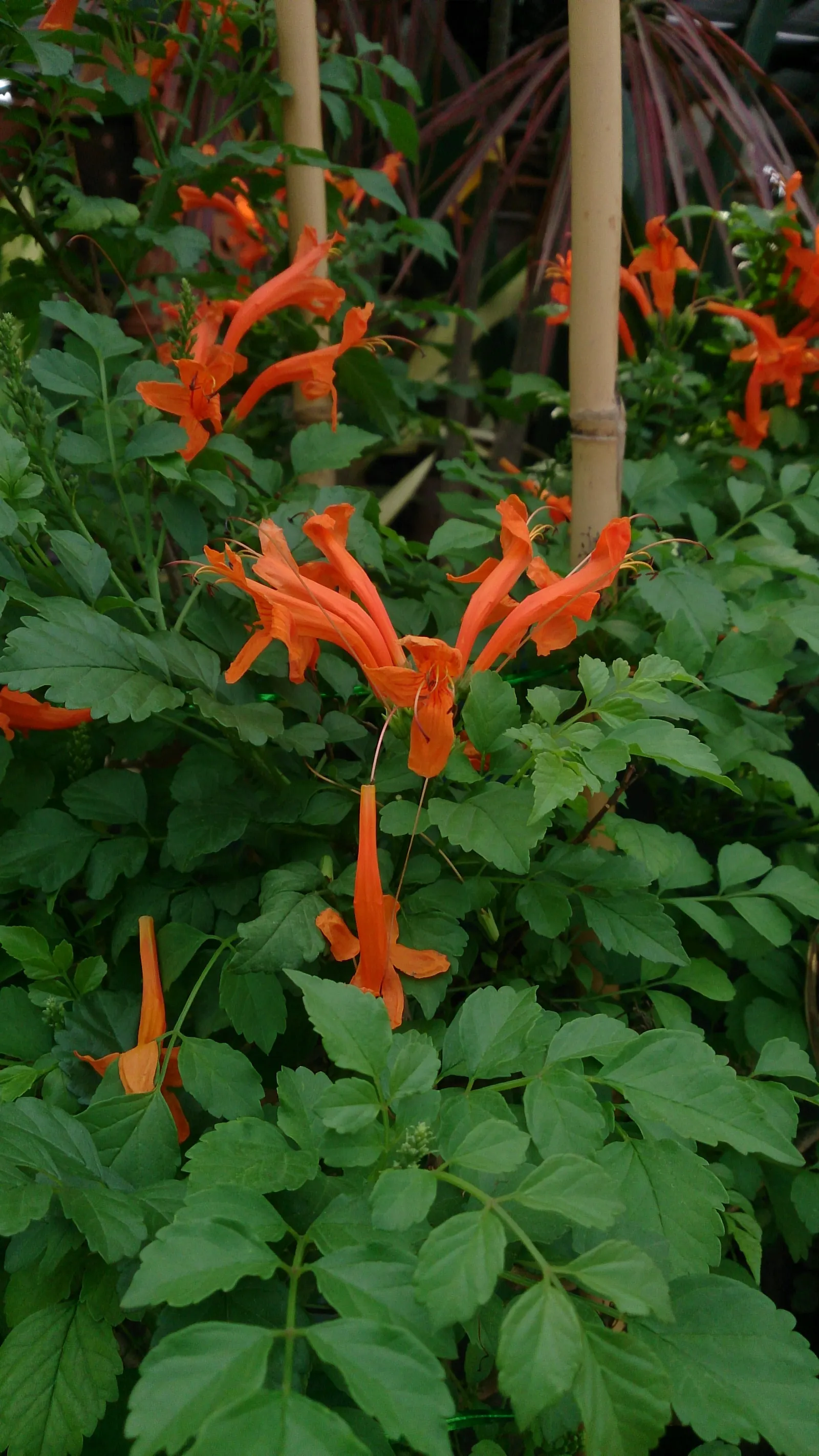 Cape Honeysuckle (Tecoma Capensis) — ground cover / shrub / vine for full or half
