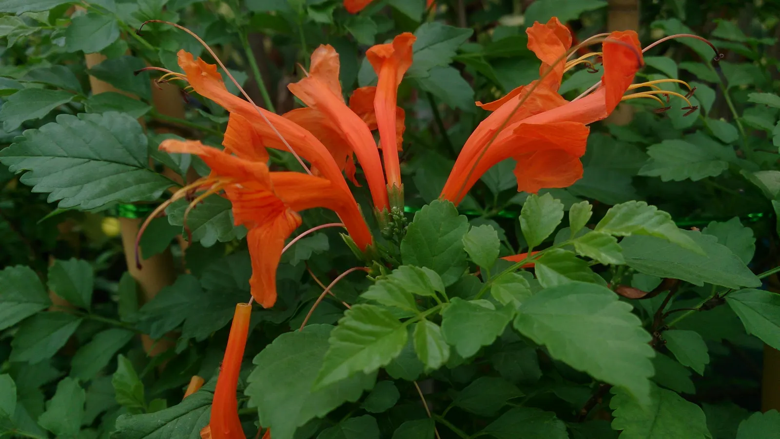 Cape Honeysuckle (Tecoma Capensis) — measuring approximately 6 inches long; are typically a brilliant orange but can range in hues from red to salmon