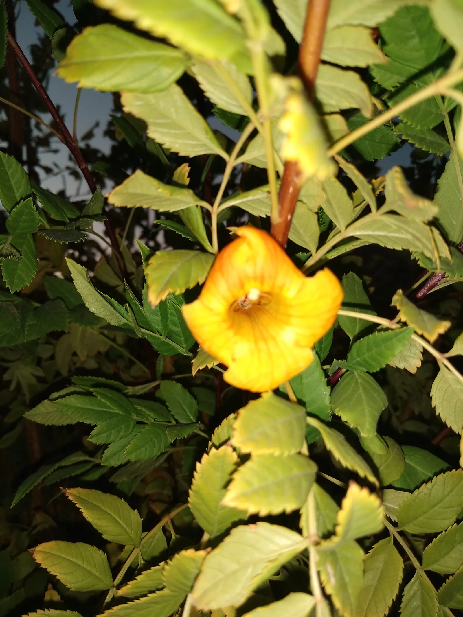 Cape Honeysuckle (Tecoma Capensis) — making it an easy-care addition to your landscape design; ground cover / shrub / vine for full or half, image 93