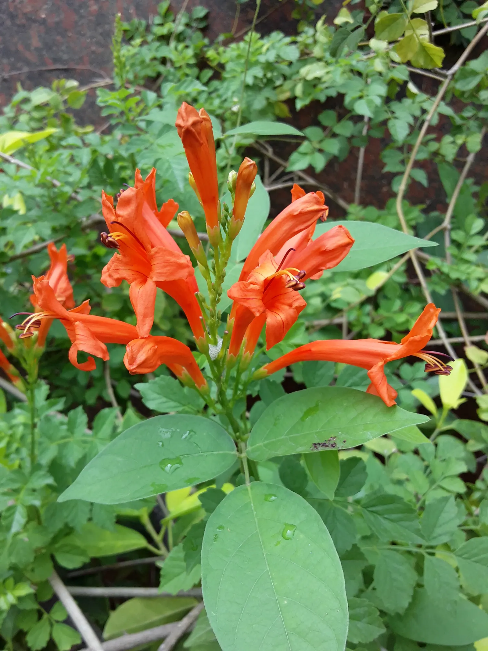 Cape Honeysuckle (Tecoma Capensis) — and it thrives in USDA Hardiness Zones 9 to 11.<br><br>The striking trumpet-shaped flowers; its tubular orange-red flowers