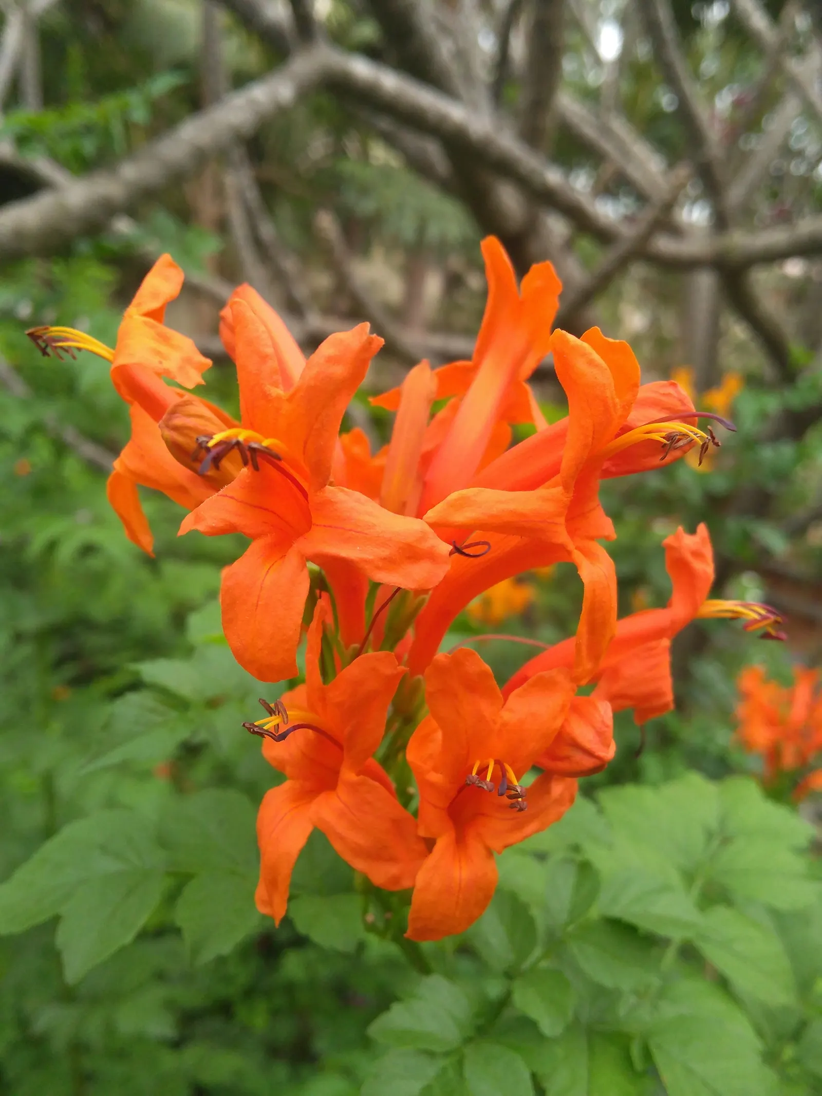 Cape Honeysuckle (Tecoma Capensis) — The Cape Honeysuckle is relatively disease and pest-resistant; including drought and coastal exposure