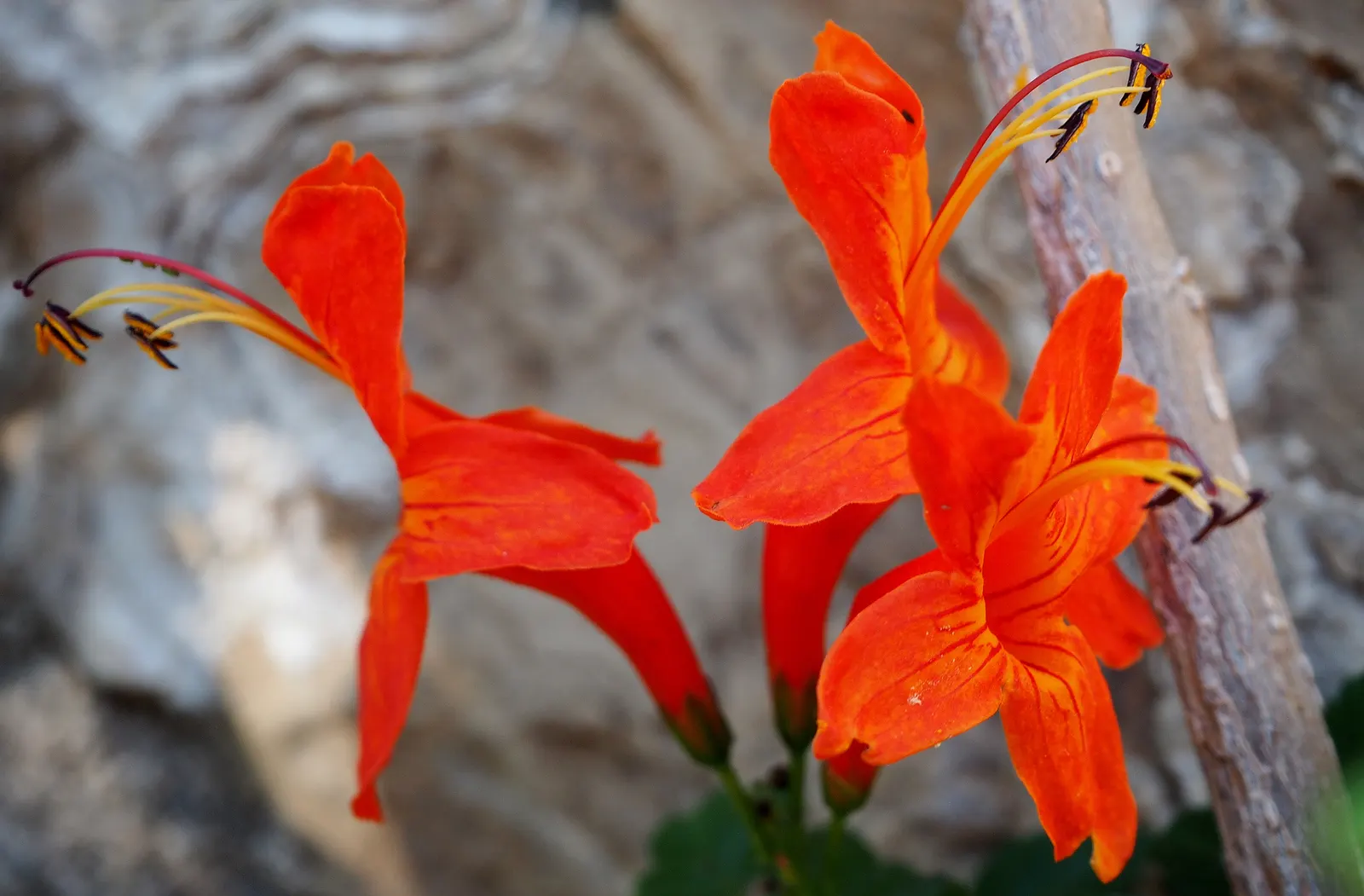 Cape Honeysuckle (Tecoma Capensis) — and even into winter in milder climates; ground cover / shrub / vine with orange and red blooms