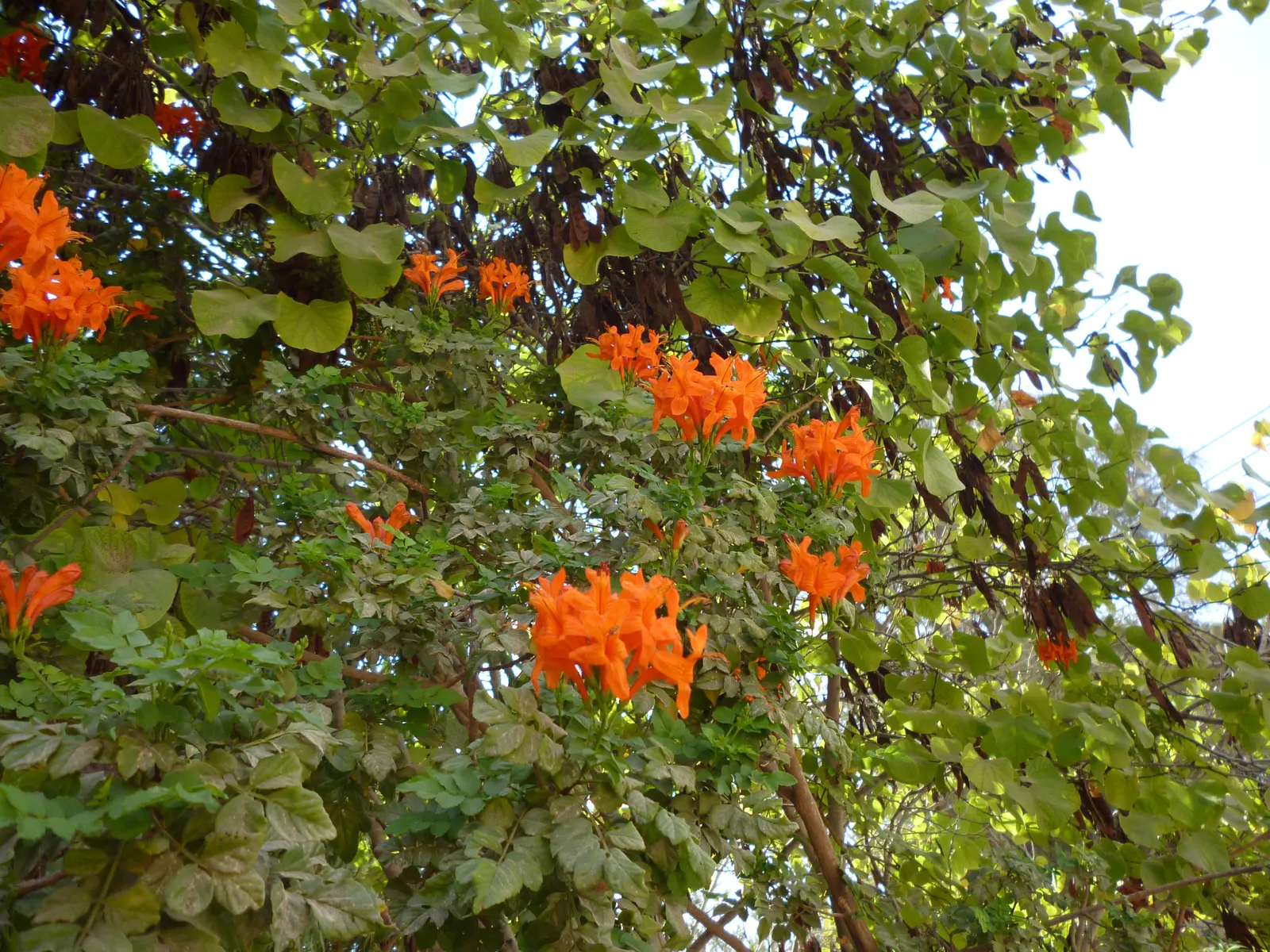 Cape Honeysuckle (Tecoma Capensis) — Its tubular orange-red flowers bloom profusely, attracting hummingbirds and butterflies; and it thrives in, image 98