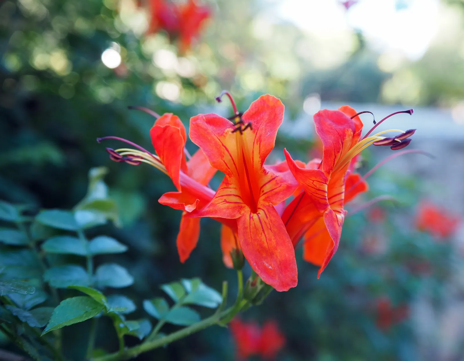 Cape Honeysuckle (Tecoma Capensis) — Hardy in USDA zones 9-11, it can be pruned to maintain shape; cape Honeysuckle (Tecoma capensis) is a vibrant, image 52