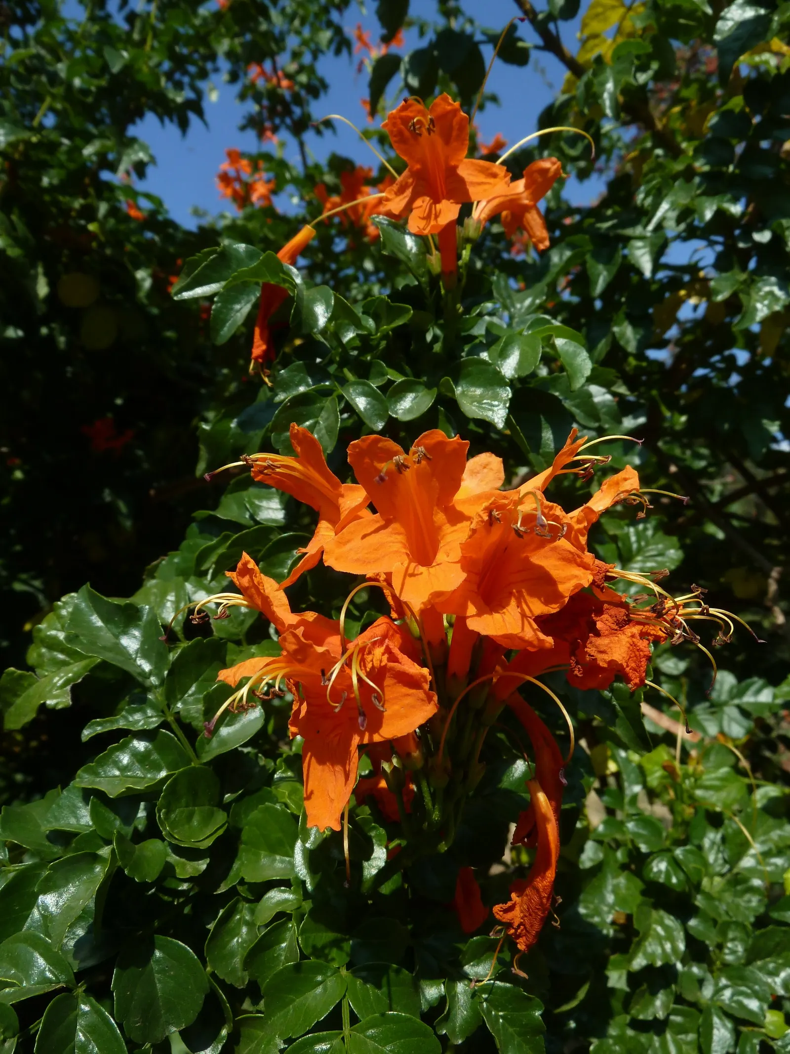 Cape Honeysuckle (Tecoma Capensis) — the Cape Honeysuckle provides dense foliage composed of glossy; versatile and low-maintenance, it adds a burst, image 104
