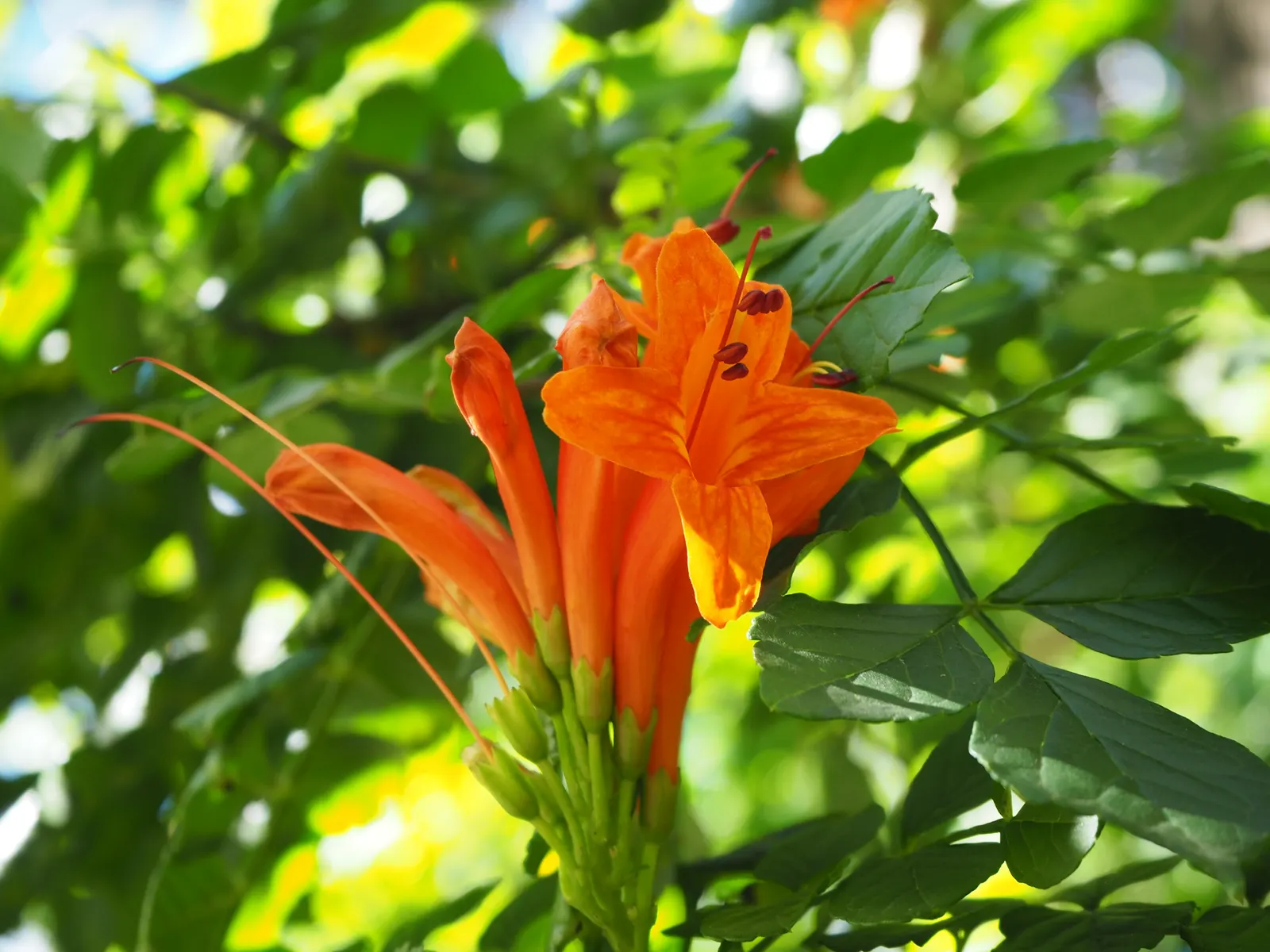 Cape Honeysuckle (Tecoma Capensis) — Cape Honeysuckle (Tecoma capensis) is a vibrant, evergreen shrub reaching 6-10 ft tall and 5-6 ft wide; hardy, image 121
