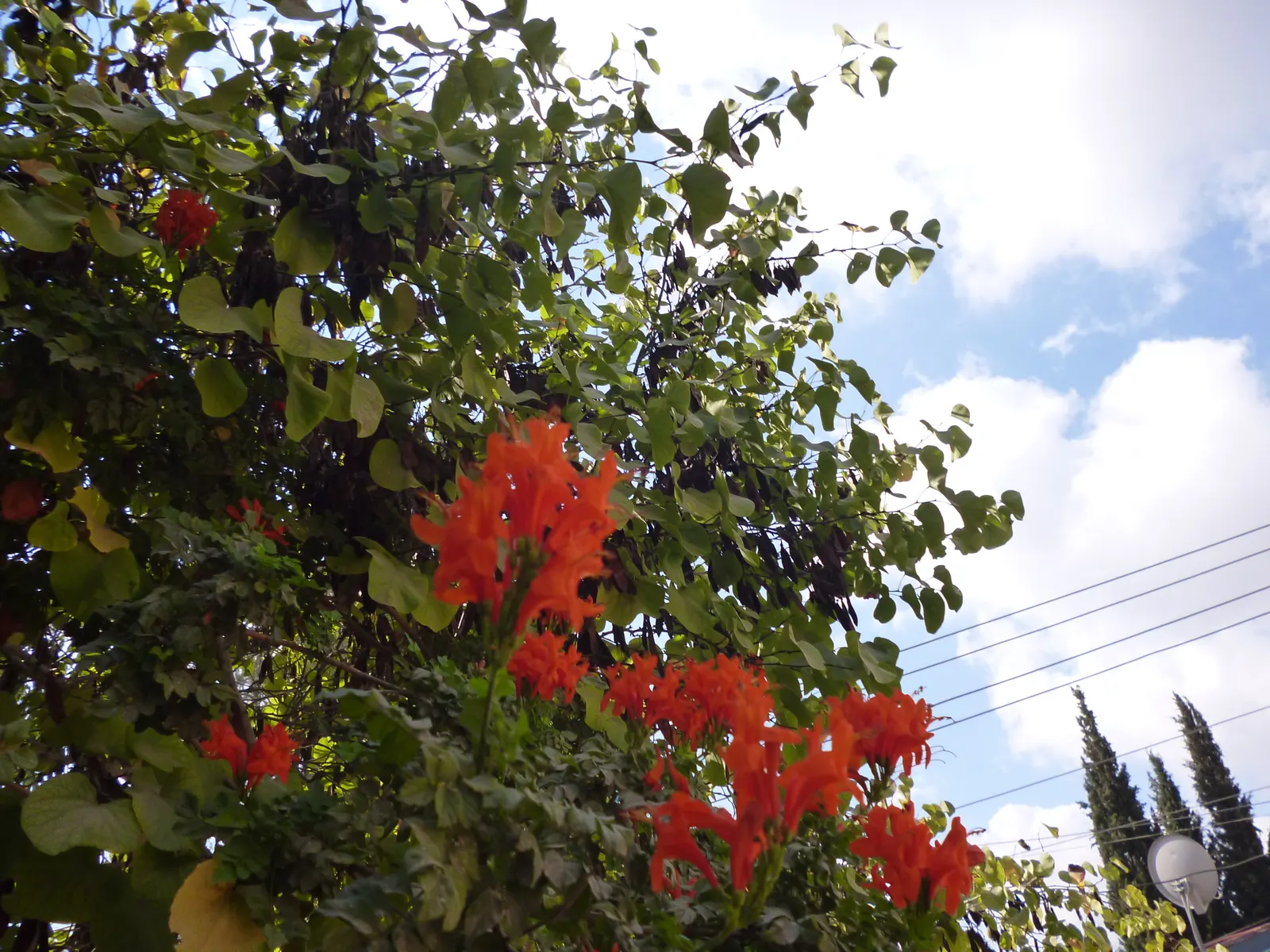 Cape Honeysuckle (Tecoma Capensis) — and even into winter in milder climates; ground cover / shrub / vine with orange and red blooms, image 110