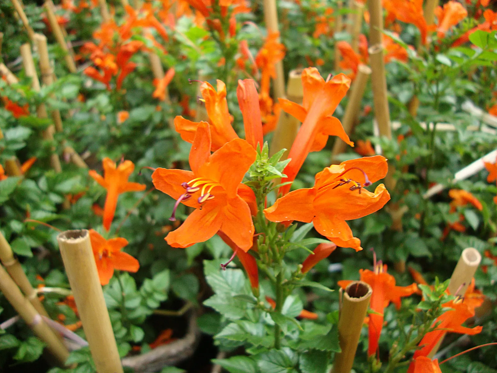 Cape Honeysuckle (Tecoma Capensis) — They bloom profusely from late spring through fall; tecoma capensis requires well-drained soil and can, image 85