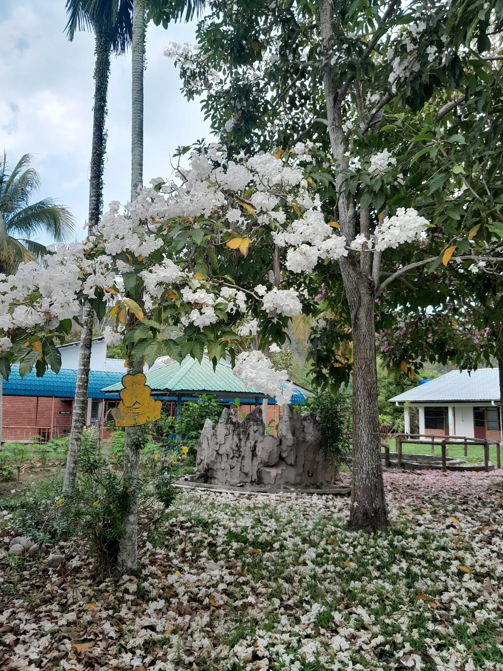 Cape Honeysuckle (Tecoma Capensis) — orange and red flowers in the garden
