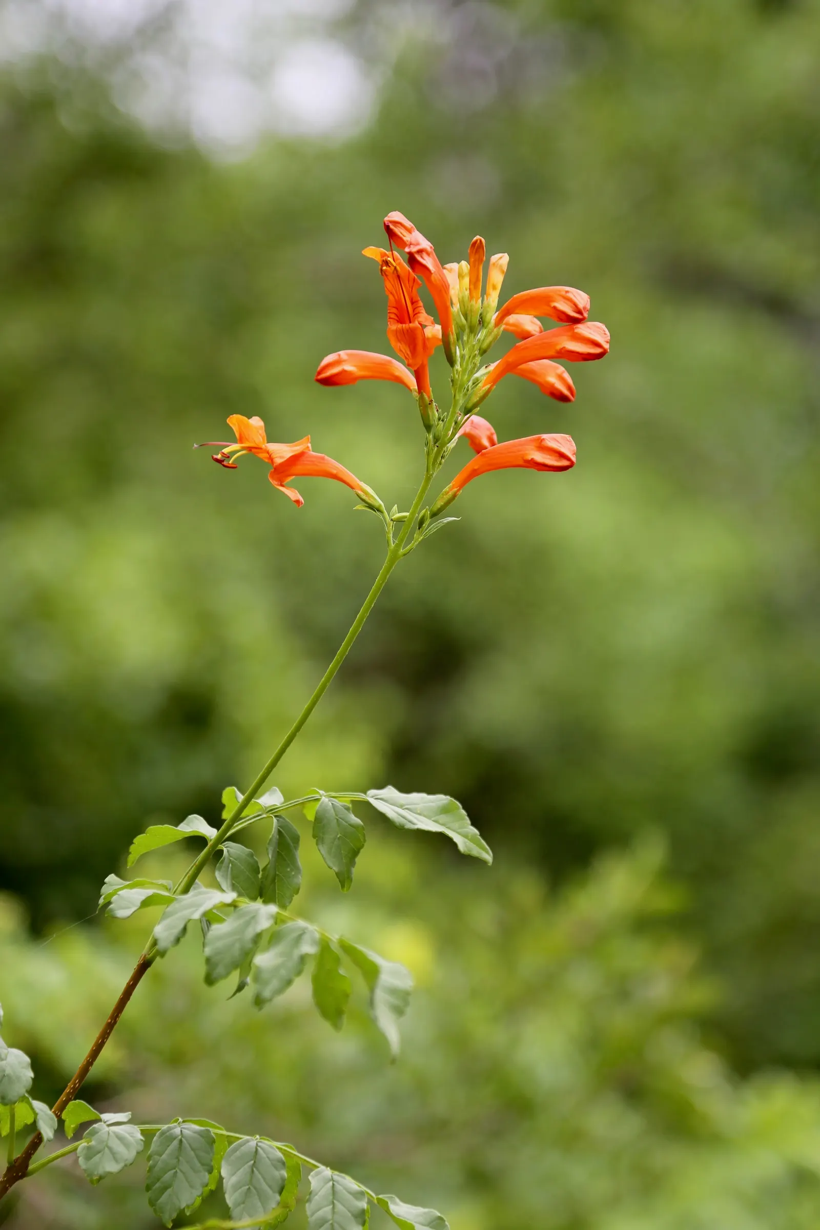 Cape Honeysuckle (Tecoma Capensis) — it is prudent to establish a regular watering schedule during the first growing season to develop a deep; its, image 91