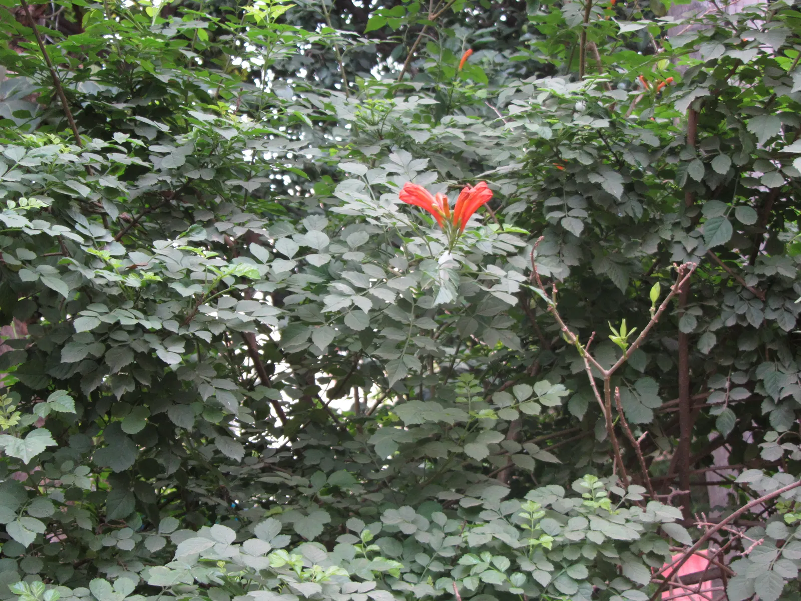 Cape Honeysuckle (Tecoma Capensis) — Cape Honeysuckle (Tecoma capensis) is a vibrant, evergreen shrub reaching 6-10 ft tall and 5-6 ft wide