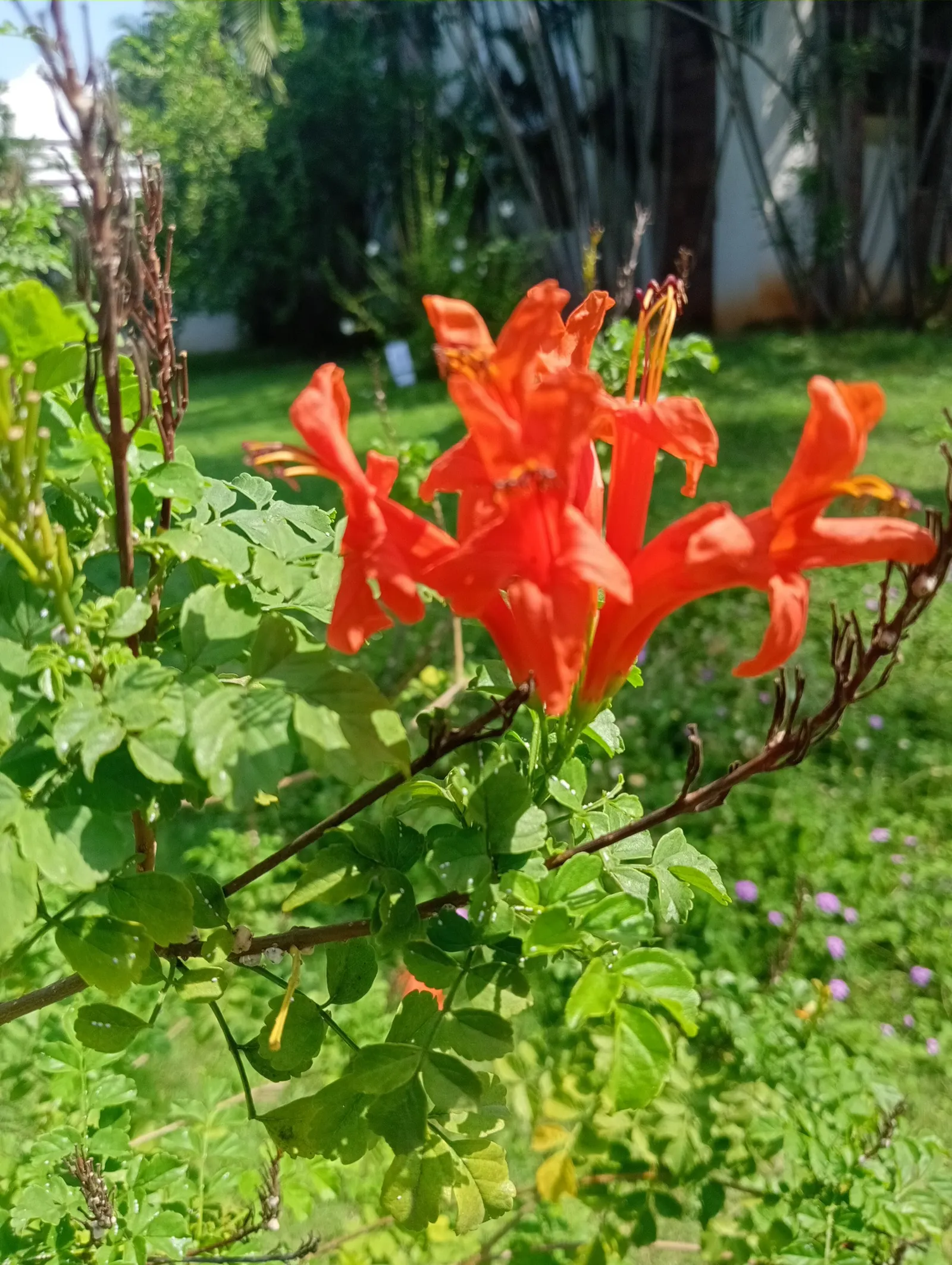 Cape Honeysuckle (Tecoma Capensis) — orange and red flowers in the garden; originating from South Africa, image 94