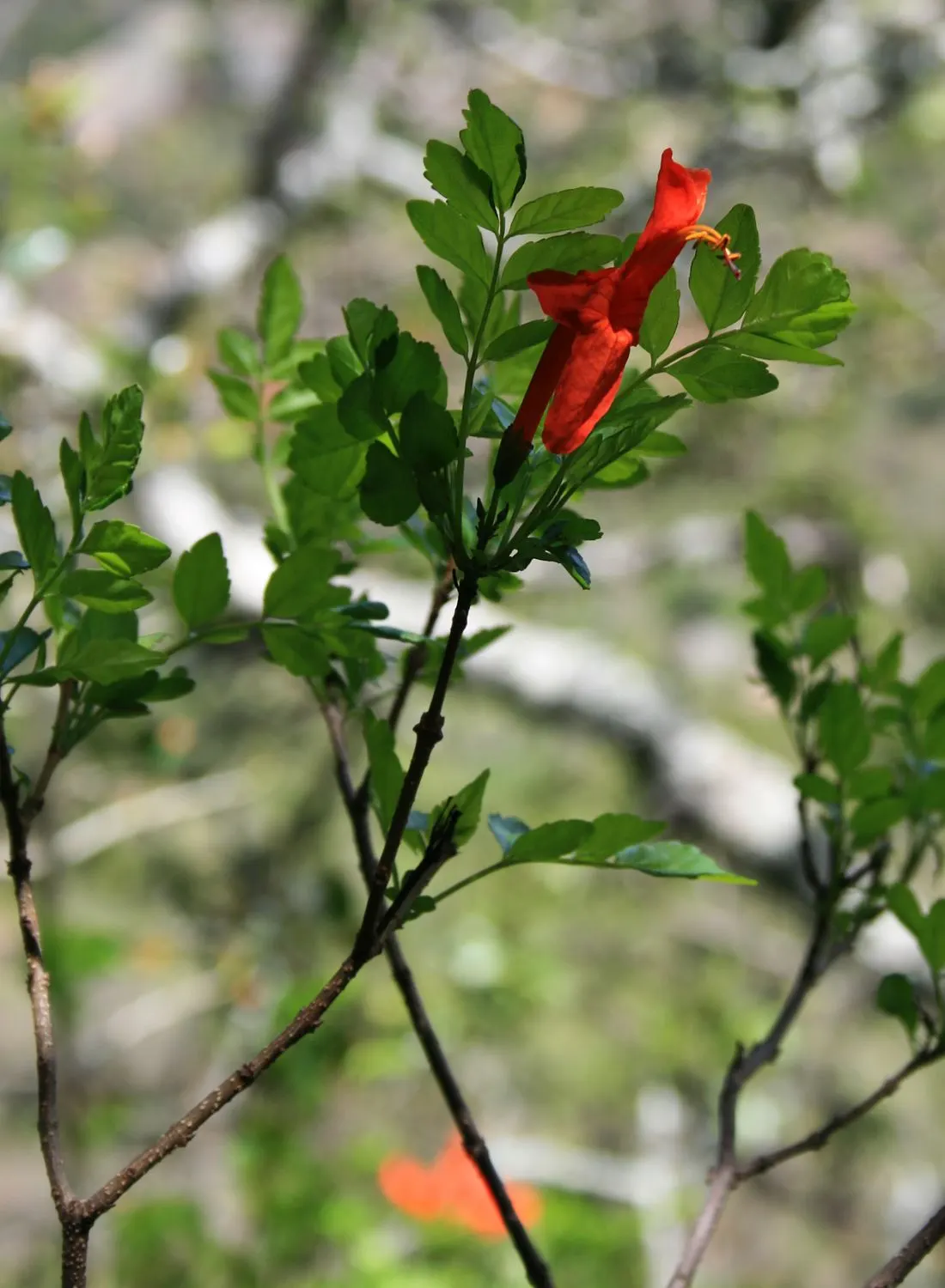 Cape Honeysuckle (Tecoma Capensis) — Full sun is best for prolific blooming, but it can also flourish in partial shade